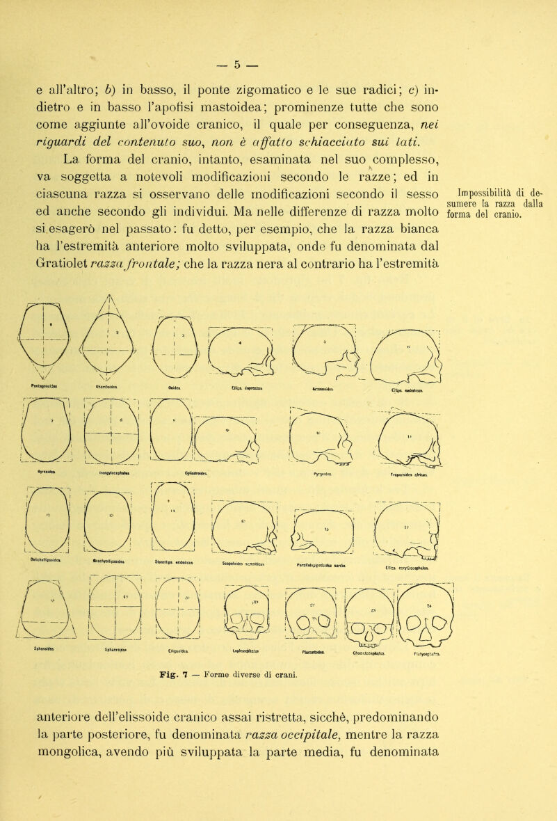 e all'altro; b) in basso, il ponte zigomatico e le sue radici; c) in- dietro e in basso l'apofisi mastoidea; prominenze tutte che sono come aggiunte all'ovoide cranico, il quale per conseguenza, nei riguardi del contenuto suo^ non è affatto schiacciato sui lati. La forma del cranio, intanto, esaminata nel suo complesso, va soggetta a notevoli modificazioni secondo le razze; ed in ciascuna razza si osservano delle modificazioni secondo il sesso Impossibilità di de- 1 , 1 T . 1- . 1 . T»/r n TOP 1- 1, sumere la razza dalla ed anche secondo gli mdividui. Ma nelle differenze di razza molto forma del cranio. si.esagerò nel passato : fu detto, per esempio, che la razza bianca ha l'estremità anteriore molto sviluppata, onde fu denominata dal Gratiolet ra^m frontale; che la razza nera al contrario ha l'estremità Fig. 7 — Forme diverse di crani. anteriore dell'elissoide cranico assai ristretta, sicché, predominando la parte posteriore, fu denominata ra;sm occipitale, mentre la razza mongolica, avendo più sviluppata la parte media, fu denominata