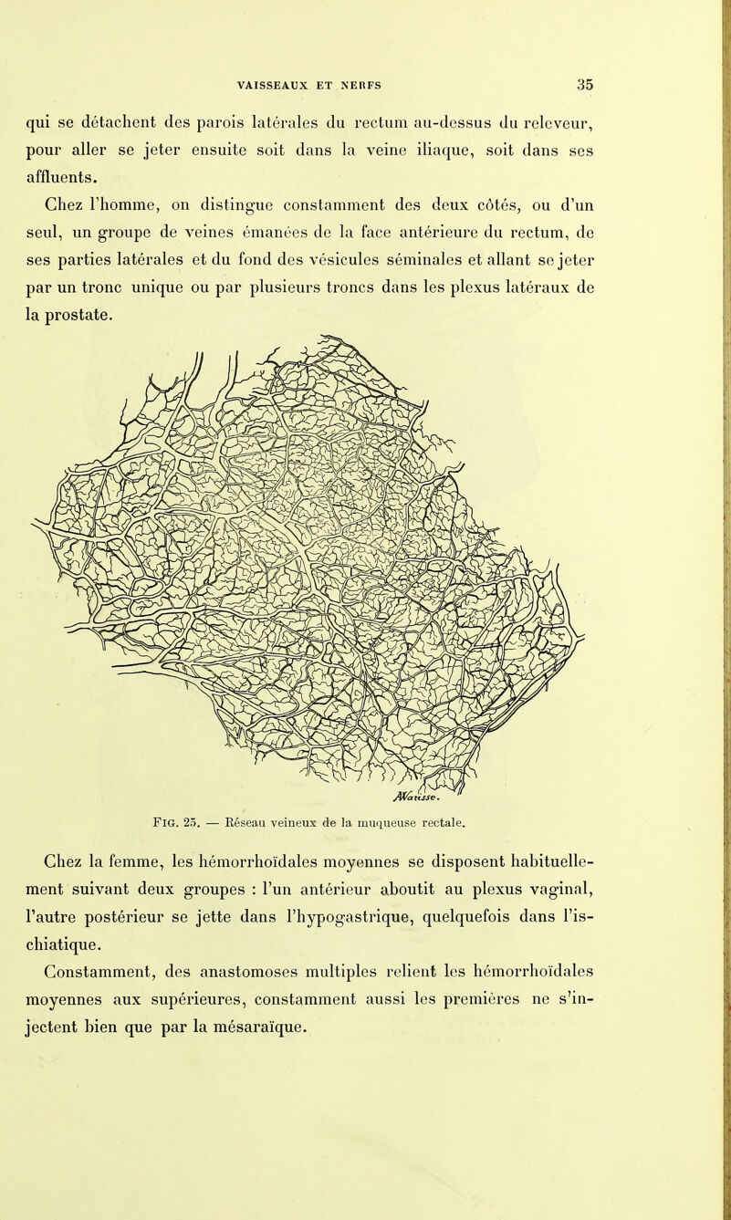 qui se detachent des parois laterales du rectum au-dcssus du releveur, pour aller se jeter ensuite soit dans la veine iliaque, soit dans ses affluents. Chez rhomme, on distingue constamment des deux cötes, ou d'un seul, un groupe de veines emanees de la face anterieurc du rectum, de ses parties laterales et du fond des vesicules seminales et allant se jeter par un tronc unique ou par plusieurs troncs dans les plexus lateraux de la prostate. Fig. 25. — Eeseau veineux de la muqueuse rectale. Chez la femme, les hemorrhoidales moyennes se disposent habituelle- ment suivant deux groupes : Fun anterieur aboutit au plexus vaginal, l'autre posterieur se jette dans l'hypogastrique, quelquefois dans l'is- chiatique. Constamment, des anastomoses multiples relient les hemorrhoidales moyennes aux superieures, constamment aussi les premieres ne s'in- jectent bien qua par la mesaraique.