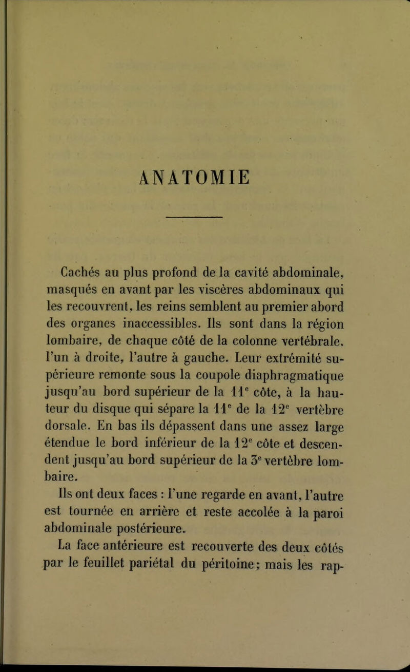 ANATOMIE Cachés au plus profond de la cavité abdominale, masqués en avant par les viscères abdominaux qui les recouvrent, les reins semblent au premier abord des organes inaccessibles. Ils sont dans la région lombaire, de chaque côté de la colonne vertébrale, l'un à droite, l'autre à gauche. Leur extrémité su- périeure remonte sous la coupole diaphragmatique jusqu'au bord supérieur de la 11'' côte, à la hau- teur du disque qui sépare la 11^ de la 12^ vertèbre dorsale. En bas ils dépassent dans une assez large étendue le bord inférieur de la 12 côte et descen- dent jusqu'au bord supérieur de la 3'^ vertèbre lom- baire. Ils ont deux faces : l'une regarde en avant, l'autre est tournée en arrière et reste accolée à la paroi abdominale postérieure. La face antérieure est recouverte des deux côtés par le feuillet pariétal du péritoine ; mais les rap-