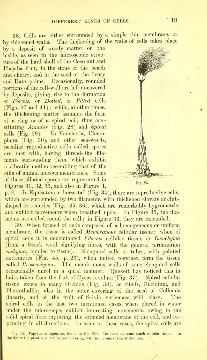 DIFFERENT KINDS OF CELLS. 38. Cells are either surrounded by a simple thin membrane, or by thickened walls. The thickening of the walls of cells takes place by a deposit of woody matter on the inside, as seen in the microscopic struc- ture of the hard shell of the Coco nut and Piagaba fruit, in the stone of the peach and cherry, and in the seed of the Ivory and Date palms. Occasionally, rounded portions of the cell-wall are left uncovered by deposits, giving rise to the formation of Porous, or Dotted, or Pitted cells (Figs. 27 and 41); while, at other times, the thickening matter assumes the form of a ring or of a spiral coil, thus con- stituting Annular (Fig. 28) and Spiral cells (Fig. 29). In Yaucheria, Chseto- phora (Fig. 30), and other sea-weeds, peculiar reproductive cells called spores are met with, having thread-like fila- ments surrounding them, which exhibit a vibratile motion resembling that of the cilia of animal mucous membranes. Some of these ciliated spores are represented in Figures 31, 32, 33, and also in Figure 1, p. 2. In Equisetum or horse-tail (Fig. 34), there are reproductive cells, which are surrounded by two filaments, with thickened clavate or club- shaped extremities (Figs. 35, 36), which are remarkably hygro’metric, and exhibit movements when breathed upon. In Figure 35, the fila- ments are coiled round the cell; in Figure 36, they are expanded. 39. When formed of cells composed of a homogeneous or uniform membrane, the tissue is called Membranous cellular tissue; when of spiral cells it is denominated Fibrous cellular tissue, or Inenchyma (from a Greek word signifying fibres, with the general termination enchyma, applied to tissue). Elongated cells or tubes, with pointed extremities (Fig,_ 45, p. 23), when united together, form the tissue called Prosenchyma. The membranous walls of some elongated cells occasionally unrol in a spiral manner. Quekett has noticed this in hairs taken from the fruit of Cycas revoluta (Fig. 37). Spiral cellular tissue exists in many Orchids (Fig. 38), as Stelis, Oncidium, and Pleurothallis; also in the outer covering of the seed of Collomia linearis, and of the fruit of Salvia verbenaca wild clary. The spiral cells in the last two mentioned cases, when placed in water under the microscope, exhibit interesting movements, owing to the solid spiral fibre rupturing the softened membrane of the cell, and ex- panding in all directions. In some of these cases, the spiral coils are Fig. 25. Fig. 25. Papyrus antiquorum, found in the Nile. Its stem contains much cellular tissue. In the figure the plant is shewn before flowering, with numerous scales at the base.