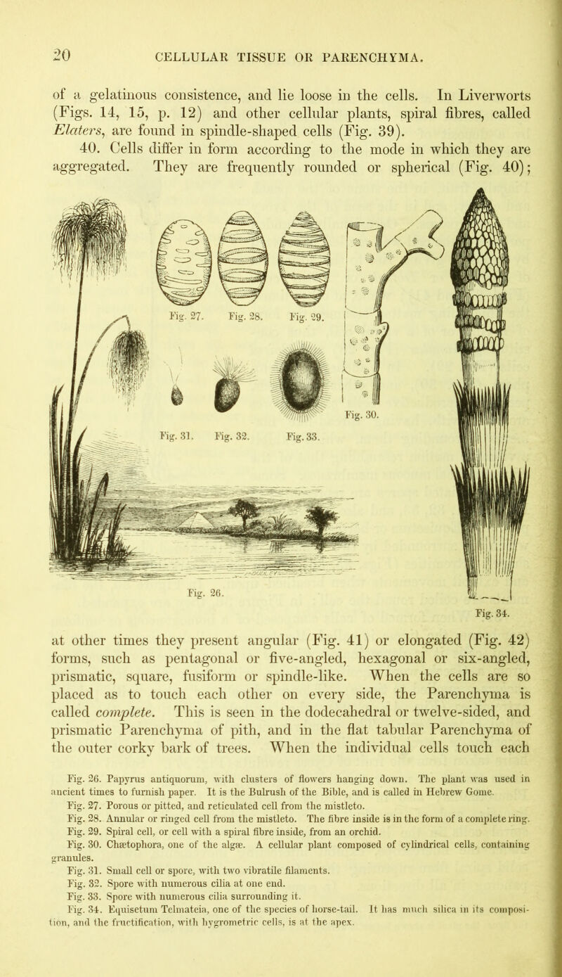 of a gelatinous consistence, and lie loose in the cells. In Liverworts (Figs. 14, 15, p. 12) and other cellular plants, spiral fibres, called Elaters, are found in spindle-shaped cells (Fig. 39). 40. Cells differ in form according to the mode in which they are aggregated. They are frequently rounded or spherical (Fig. 40); at other times they present angular (Fig. 41) or elongated (Fig. 42) forms, such as pentagonal or five-angled, hexagonal or six-angled, prismatic, square, fusiform or ,spindle-like. When the cells are so placed as to touch each other on every side, the Parenchyma is called complete. This is seen in the dodecahedral or twelve-sided, and prismatic Parenchyma of pith, and in the flat tabular Parenchyma of the outer corky bark of trees. When the individual cells touch each Fig. 26. Papyrus antiquorum, with clusters of flowers hanging down. The plant was used in ancient times to furnish paper. It is the Bulrush of the Bible, and is called in Hebrew Gome. Fig. 27. Porous or pitted, and reticulated cell from the mistleto. Fig. 28. Annular or ringed cell from the mistleto. The fibre inside is in the form of a complete ring. Fig. 29. Spiral cell, or cell with a spiral fibre inside, from an orchid. Fig. 30. Chsetophora, one of the algae. A cellular plant composed of cylindrical cells, containing granules. Fig. 31. Small cell or spore, with two vibratile filaments. Fig. 32. Spore with numerous cilia at one end. Fig. 33. Spore with numerous cilia surrounding it. Fig. 34. Equisetum Telmateia, one of the species of horse-tail. It has much silica in its composi- tion, and the fructification, with hygrometric cells, is at the apex.