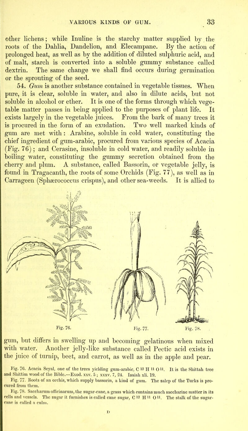 other lichens; while Inuline is the starchy matter supplied by the roots of the Dahlia, Dandelion, and Elecampane. By the action of prolonged heat, as well as by the addition of diluted sulphuric acid, and of malt, starch is converted into a soluble gummy substance called dextrin. The same change we shall find occurs during germination or the sprouting of the seed. 54. Gum is another substance contained in vegetable tissues. When pure, it is clear, soluble in water, and also in dilute acids, but not soluble in alcohol or ether. It is one of the forms through which vege- table matter passes in being applied to the purposes of plant life. It exists largely in the vegetable juices. From the bark of many trees it is procured in the form of an exudation. Two well marked kinds of gum are met with: Arabine, soluble in cold water, constituting the chief ingredient of gum-arabic, procured from various species of Acacia (Fig. 76); and Cerasine, insoluble in cold water, and readily soluble in boiling water, constituting the gummy secretion obtained from the cherry and plum. A substance, called Bassorin, or vegetable jelly, is found in Tragacanth, the roots of some Orchids (Fig. 77), as well as in Carrageen (Sphserococcus crispus), and other sea-weeds. It is allied to gum, but differs in swelling up and becoming gelatinous when mixed with water. Another jelly-like substance called Pectic acid exists in the juice of turnip, beet, and carrot, as well as in the apple and pear. Fig. 76. Acacia Seyal, one of the trees yielding gum-arabic, C 12 H n 0 u. It is the Sliittah tree and Shittim wood of the Bible.—Exod. xxv. 5 ; xxxv. 7, 24. Isaiah xli. 19. Fig. 77. Boots of an orchis, which supply bassorin, a kind of gum. The salep of the Turks is pro- cured from them. Fig. 78. Saccharum officinarum, the sugar-cane, a grass which contains much saccharine matter in its cells and vessels. The sugar it furnishes is called cane sugar, C12 H11 0 u. The stalk of the sugar- cane is called a culm. D