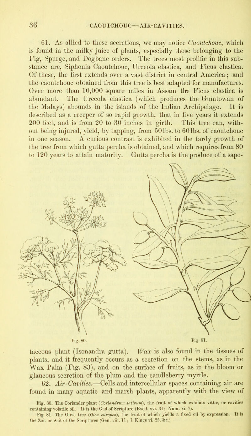 61. As allied to these secretions, we may notice Caoutchouc, which is found in the milky juice of plants, especially those belonging to the Fig, Spurge, and Dogbane orders. The trees most prolific in this sub- stance are, Siphonia Caoutchouc, Urceola elastica, and Ficus elastica. Of these, the first extends over a vast district in central America; and the caoutchouc obtained from this tree is best adapted for manufactures. Over more than 10,000 square miles in Assam tire Ficus elastica is abundant. The Urceola elastica (which produces the Gumtowan of the Malays) abounds in the islands of the Indian Archipelago. It is described as a creeper of so rapid growth, that in five years it extends 200 feet, and is from 20 to 30 inches in girth. This tree can, with- out being injured, yield, by tapping, from 50 lbs. to 60 lbs. of caoutchouc in one season. A curious contrast is exhibited in the tardy growth of the tree from which gutta percha is obtained, and which requires from 80 to 120 years to attain maturity. Gutta percha is the produce of a sapo- taceous plant (Isonandra gutta). Wax is also found in the tissues of plants, and it frequently occurs as a secretion on the stems, as in the Wax Palm (Fig. 83), and on the surface of fruits, as in the bloom or glaucous secretion of the plum and the candleberry myrtle. 62. Air-Cavities.—Cells and intercellular spaces containing air are found in many aquatic and marsh plants, apparently with the view of Fig. 80. The Coriander plant (Coriandrum sativum), the fruit of which exhibits vittse, or cavities containing volatile oil. It is the Gad of Scripture (Exod. xvi. 31; Nutn. xi. 7). Fig. 81. The Olive tree (Olea europea), the fruit of which yields a fixed oil by expression. It is the Zait or Sait of the Scriptures (Gen. viii. 11 ; 1 Kings vi. 23. &c.)