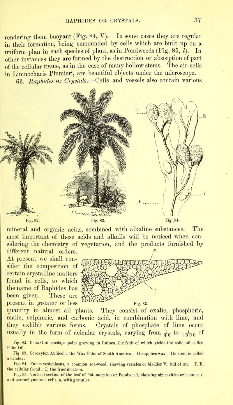 rendering them buoyant (Fig. 84, V). In some cases they are regular in their formation, being surrounded by cells which are built up on a uniform plan in each species of plant, as in Pondweeds (Fig. 85, l). In other instances they are formed by the destruction or absorption of part of the cellular tissue, as in the case of many hollow stems. The air-cells in Limnocharis Plumieri, are beautiful objects under the microscope. 63. Raphides or Crystals.—Cells and vessels also contain various mineral and organic acids, combined with alkaline substances. The most important of these acids and alkalis will be noticed when con- sidering the chemistry of vegetation, and the products furnished by different natural orders. At present we shall con- sider the composition of certain crystalline matters found in cells, to which the name of Raphides has been given. These are present in greater or less quantity in almost all plants. They consist of oxalic, phosphoric, malic, sulphuric, and carbonic acid, in combination with lime, and they exhibit various forms. Crystals of phosphate of lime occur usually in the form of acicular crystals, varying from ^ to j-qqq Tig. 82. Elais Guineensis, a palm growing in Guinea, the fruit of which yields the solid oil called Palm Oil. Pig. 83. Ceroxylon Andicola, the Wax Palm of South America. It supplies wax. Its stem is called a caudex. Fig. 84. Fucus vesiculosus, a common sea-weed, showing vesicles or bladder V, full of air. F, E, the cellular frond; T, the fructification. Fig. 85. Vertical section of the leaf of Potamogeton or Pondweed, showing air cavities or lacunae, l, and parenchymatous cells, p, with granules.