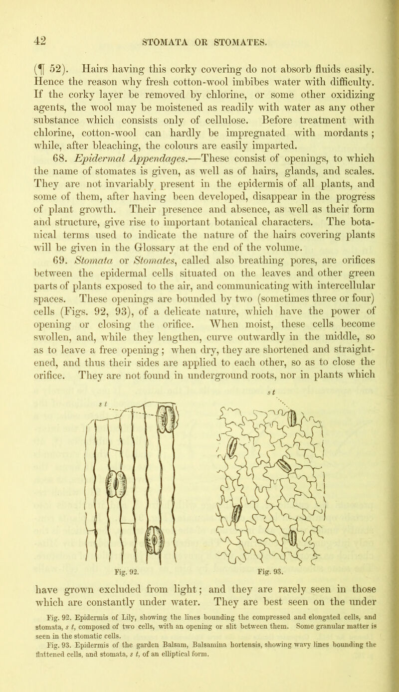 (If 52). Hairs having this corky covering do not absorb fluids easily. Hence the reason why fresh cotton-wool imbibes water with difficulty. If the corky layer be removed by chlorine, or some other oxidizing agents, the wool may be moistened as readily with water as any other substance which consists only of cellulose. Before treatment with chlorine, cotton-wool can hardly be impregnated with mordants ; while, after bleaching, the colours are easily imparted. 68. Epidermal Appendages.—These consist of openings, to which the name of stomates is given, as well as of hairs, glands, and scales. They are not invariably present in the epidermis of all plants, and some of them, after having been developed, disappear in the progress of plant growth. Their presence and absence, as well as their form and structure, give rise to important botanical characters. The bota- nical terms used to indicate the nature of the hairs covering plants will be given in the Glossary at the end of the volume. 69. Stomata or Stomates, called also breathing pores, are orifices between the epidermal cells situated on the leaves and other green parts of plants exposed to the air, and communicating with intercellular spaces. These openings are bounded by two (sometimes three or four) cells (Figs. 92, 93), of a delicate nature, which have the power of opening or closing the orifice. When moist, these cells become swollen, and, while they lengthen, curve outwardly in the middle, so as to leave a free opening; when dry, they are shortened and straight- ened, and thus their sides are applied to each other, so as to close the orifice. They are not found in underground roots, nor in plants which have grown excluded from light; and they are rarely seen in those which are constantly under water. They are best seen on the under Fig. 92. Epidermis of Lily, showing the lines hounding the compressed and elongated cells, and stomata, s t, composed of two cells, with an opening or slit between them. Some granular matter is seen in the stomatic cells. Fig. 93. Epidermis of the garden Balsam, Balsamina hortensis, showing wavy lines bounding the flattened cells, and stomata, s t, of an elliptical form. Fig. 92. Fig. 93.