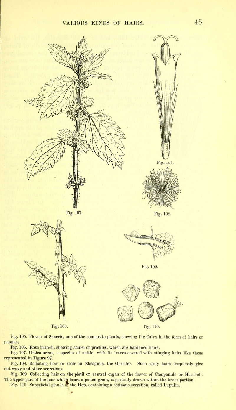 Fig. 105. Flower of Senecio, one of the composite plants, shewing the Calyx in the form of hairs or pappus. Fig. 106. Rose branch, shewing aculei or prickles, which are hardened hairs. Fig. 107. Urtica urens, a species of nettle, with its leaves covered with stinging hairs like those represented in Figure 97. Fig. 108. Radiating hair or scale in Elseagnus, the Oleaster. Such scaly hairs frequently give out waxy and other secretions. Fig. 109. Collecting hair on the pistil or central organ of the flower of Campanula or Harebell. The upper part of the hair which hears a pollen-grain, is partially drawn within the lower portion. Fig. 110. Superficial glands of the Hop, containing a resinous secretion, called Lupulin.