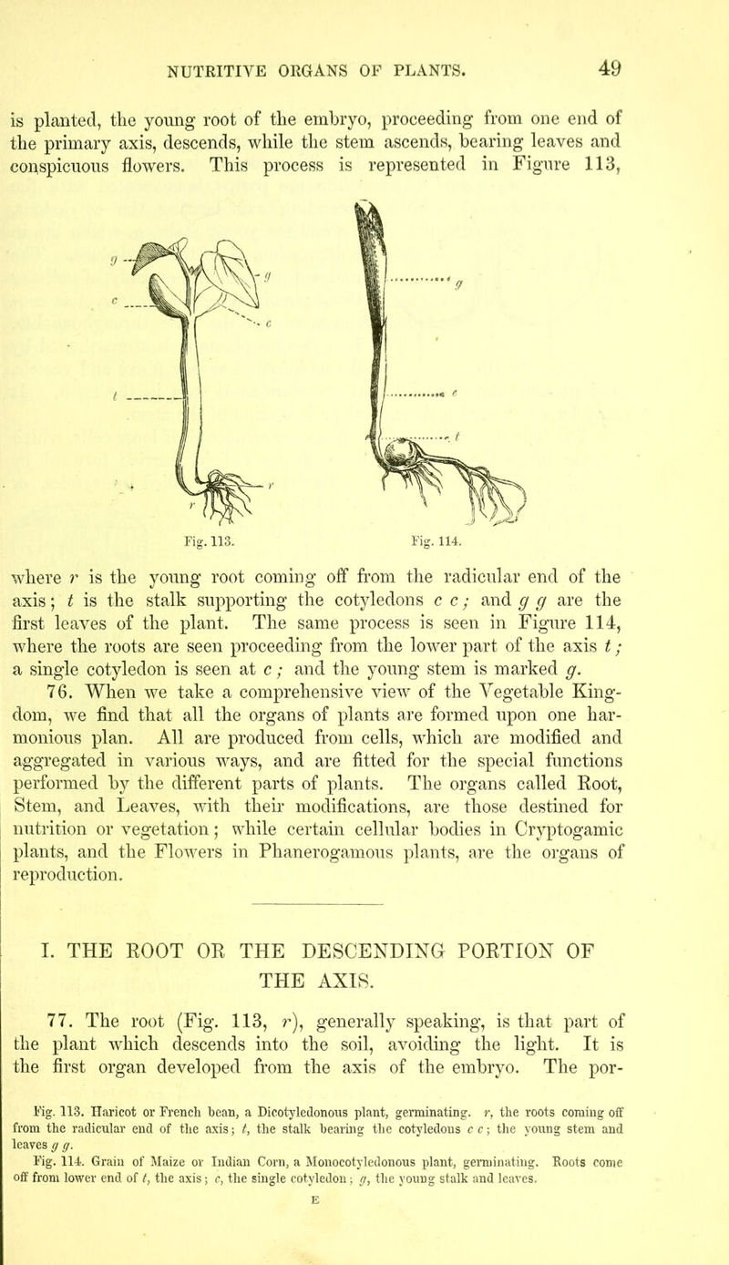 is planted, the young root of the embryo, proceeding from one end of the primary axis, descends, while the stem ascends, bearing leaves and coiispicuous flowers. This process is represented in Figure 113, where r is the young root coming off from the radicular end of the axis; t is the stalk supporting the cotyledons c c; and g g are the first leaves of the plant. The same process is seen in Figure 114, where the roots are seen proceeding from the lower part of the axis t; a single cotyledon is seen at c; and the young stem is marked g. 76. When we take a comprehensive view of the Vegetable King- dom, we find that all the organs of plants are formed upon one har- monious plan. All are produced from cells, which are modified and aggregated in various ways, and are fitted for the special functions performed by the different parts of plants. The organs called Root, Stem, and Leaves, with their modifications, are those destined for nutrition or vegetation; while certain cellular bodies in Cryptogamic plants, and the Flowers in Phanerogamous plants, are the organs of reproduction. I. THE ROOT OR THE DESCENDING PORTION OF THE AXIS. 77. The root (Fig. 113, r), generally speaking, is that part of the plant which descends into the soil, avoiding the light. It is the first organ developed from the axis of the embryo. The por- Fig. 113. Haricot or French bean, a Dicotyledonous plant, germinating, r, the roots coming off from the radicular end of the axis; t, the stalk hearing the cotyledons c c; the young stem and leaves g g. Fig. 114. Grain of Maize or Indian Corn, a Monocotyledonous plant, germinating. Foots come off from lower end of t, the axis; c, the single cotyledon; g, the young stalk and leaves.