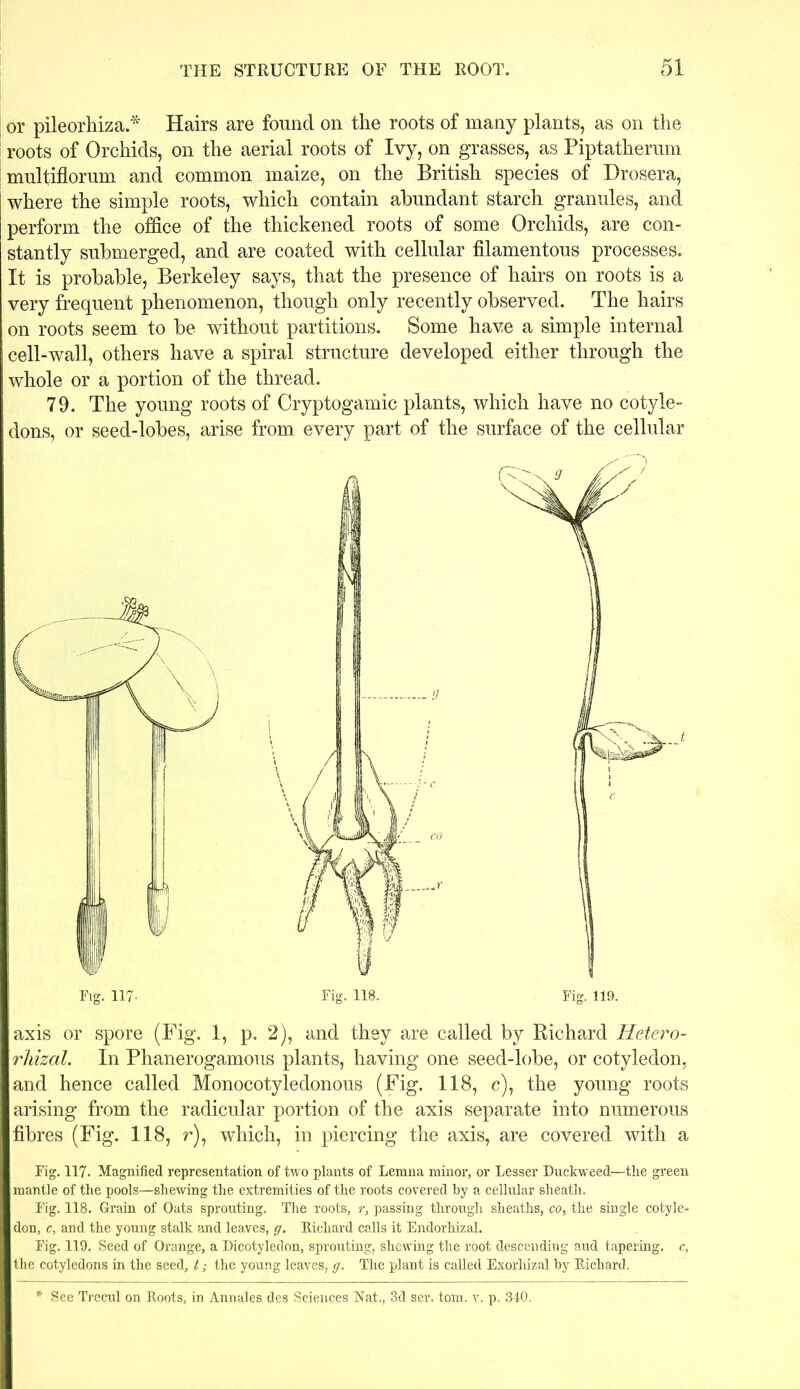 or pileorhiza.* Hairs are found on the roots of many plants, as on the roots of Orchids, on the aerial roots of Ivy, on grasses, as Piptatherum multiflorum and common maize, on the British species of Drosera, where the simple roots, which contain abundant starch granules, and perform the office of the thickened roots of some Orchids, are con- stantly submerged, and are coated with cellular filamentous processes. It is probable, Berkeley says, that the presence of hairs on roots is a very frequent phenomenon, though only recently observed. The hairs on roots seem to be without partitions. Some have a simple internal cell-wall, others have a spiral structure developed either through the whole or a portion of the thread. 79. The young roots of Cryptogamic plants, which have no cotyle- dons, or seed-lobes, arise from every part of the surface of the cellular Fig. 117- Fig. 118. Fig. 119. axis or spore (Fig. 1, p. 2), and they are called by Richard Hetero- rhizal. In Phanerogamous plants, having one seed-lobe, or cotyledon, and hence called Monocotyledonous (Fig. 118, c), the young roots arising from the radicular portion of the axis separate into numerous fibres (Fig. 118, r), which, in piercing the axis, are covered with a Fig. 117. Magnified representation of two plants of Lenina minor, or Lesser Duckweed—the green mantle of the pools—shewing the extremities of the roots covered by a cellular sheath. Fig. 118. Grain of Oats sprouting. The roots, r, passing through sheaths, co, the single cotyle- don, c, and the young stalk and leaves, g. Richard calls it Endorhizal. Fig. 119. Seed of Orange, a Dicotyledon, sprouting, shewing the root descending aud tapering, c, the cotyledons in the seed, t; the young leaves, g. The plant is called Exorliizal by Richard. * See Trecul on Roots, in Annales des Sciences Nat., 3d ser. tom. v. p. 3-10.