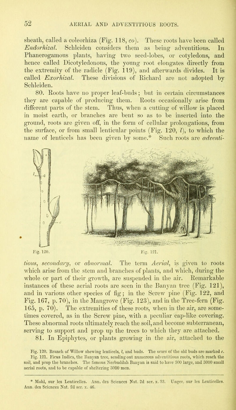 sheath, called a coleorhiza (Fig. 118, co). These roots have been called Endorhizal. Schleiden considers them as being adventitious. In Phanerogamous plants, having two seed-lobes, or cotyledons, and hence called Dicotyledonous, the young root elongates directly from the extremity of the radicle (Fig. 119), and afterwards divides. It is called Exorhizal. These divisions of Richard are not adopted by Schleiden. 80. Roots have no proper leaf-buds; but in certain circumstances they are capable of producing them. Roots occasionally arise from different parts of the stem. Thus, when a cutting of willow is placed in moist earth, or branches are bent so as to be inserted into the ground, roots are given off, in the form of cellular prolongations, from the surface, or from small lenticular points (Fig. 120, Z), to which the name of lenticels has been given by some.* Such roots are adventi- tious, secondary, or abnormal. The term Aerial, is given to roots which arise from the stem and branches of plants, and which, during the whole or part of their growth, are suspended in the air. Remarkable instances of these aerial roots are seen in the Banyan tree (Fig. 121), and in various other species of fig; in the Screw pine (Fig. 122, and Fig. 167, p. 70), in the Mangrove (Fig. 123), and in the Tree-fern (Fig. 165, p. 70). The extremities of these roots, when in the air, are some- times covered, as in the Screw pine, with a peculiar cap-like covering. These abnormal roots ultimately reach the soil, and become subterranean, serving to support and prop up the trees to which they are attached. 81. In Epiphytes, or plants growing in the air, attached to the Fig. 120. Branch of Willow shewing lenticels, l, and buds. The scars of the old buds are marked c. Fig. 121. Ficus Indica, the Banyan tree, sending out numerous adventitious roots, which reach the soil, and prop the branches. The famous Nerbuddah Banyan is said to have 300 large, and 3000 small aerial roots, and to be capable of sheltering 3000 men. * Mohl, sur les Lenticelles. Ann. des Sciences Nat. 2d ser. x. 33. Unger, sur les Lenticelles. Ann. des Sciences Nat. 2d ser. x. 46.