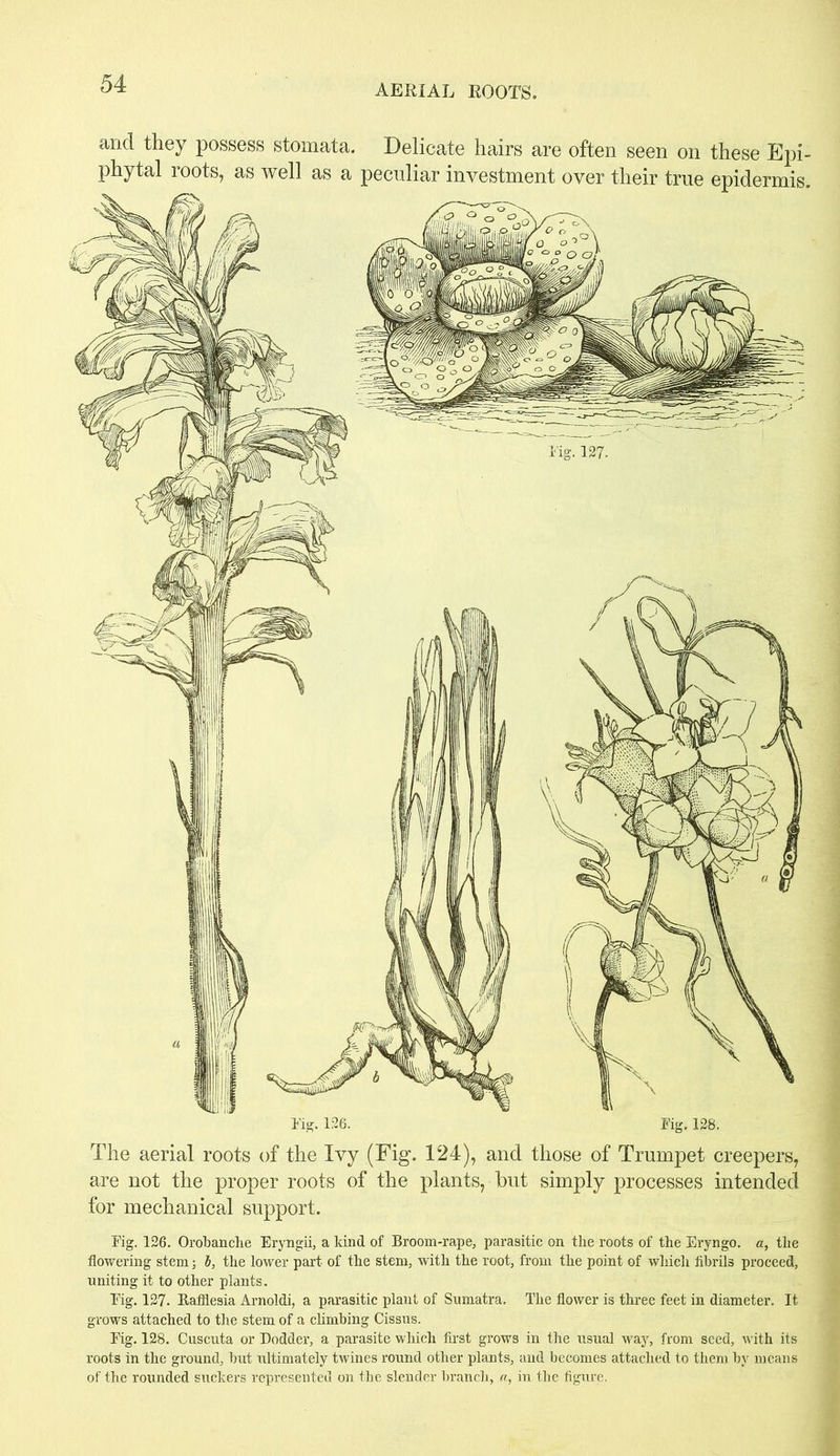 AERIAL ROOTS. and they possess stomata. Delicate hairs are often seen on these Epi- phytal roots, as well as a peculiar investment over their true epidermis. Fig. 126. Fig. 128. The aerial roots of the Ivy (Fig. 124), and those of Trumpet creepers, are not the proper roots of the plants, hut simply processes intended for mechanical support. Fig. 126. Orobanche Eryngii, a kind of Broom-rape, parasitic on the roots of the Eryngo. a, the flowering stem; b, the lower part of the stem, with the root, from the point of which fibrils proceed, uniting it to other plants. Fig. 127. Rafflesia Arnoldi, a parasitic plant of Sumatra. The flower is three feet in diameter. It grows attached to the stem of a climbing Cissus. Fig. 128. Cuscuta or Dodder, a parasite which first grows in the usual way, from seed, with its roots in the ground, but ultimately twines round other plants, and becomes attached to them by means of the rounded suckers represented on the slender branch, a, in the figure.