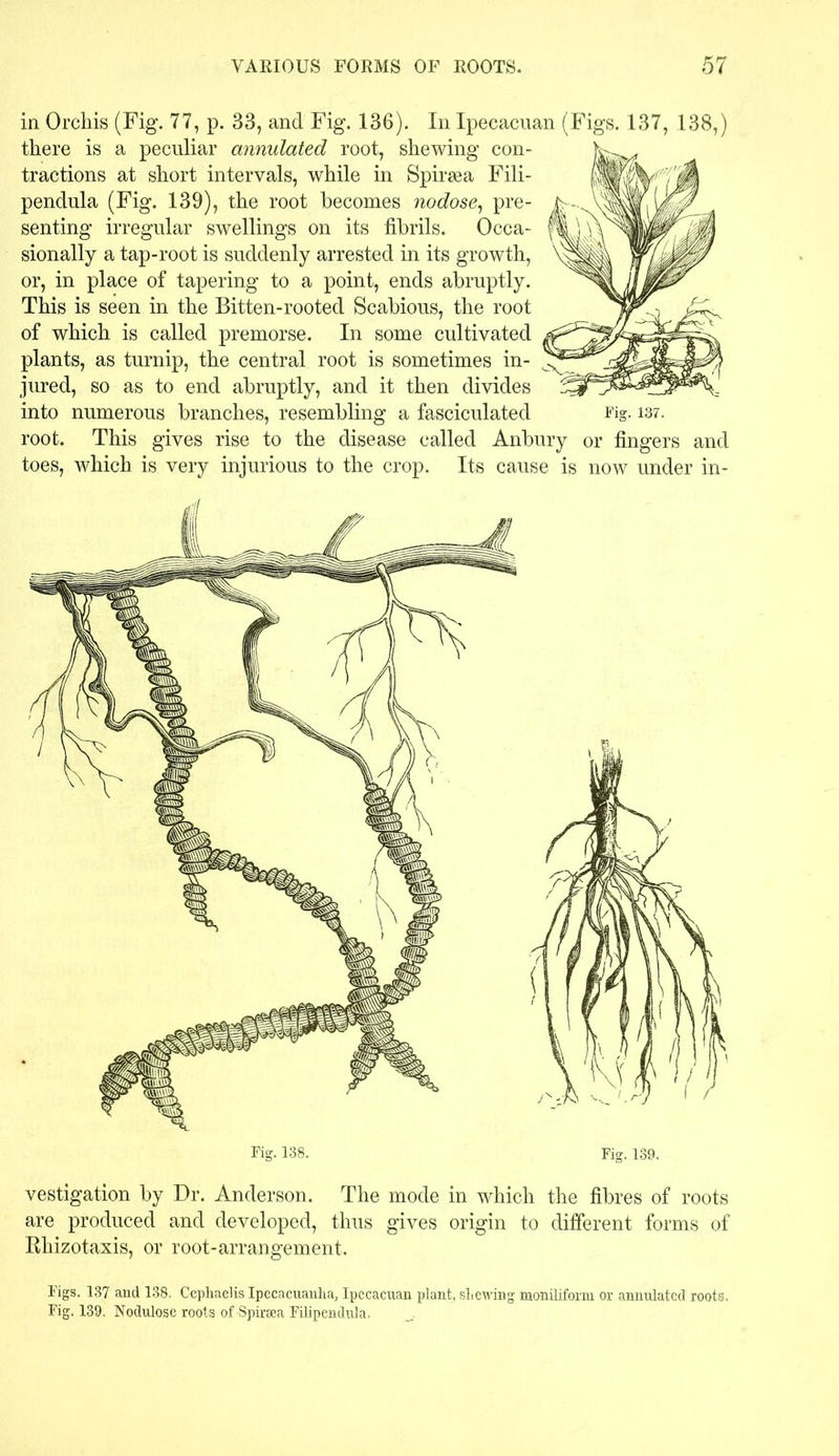 in Orchis (Fig. 77, p. 33, and Fig. 136). In Ipecacuan (Figs. 137, 138,) there is a peculiar annulated root, shewing con- tractions at short intervals, while in Spiraea Fili- pendula (Fig. 139), the root becomes nodose, pre- senting irregular swellings on its fibrils. Occa- sionally a tap-root is suddenly arrested in its growth, or, in place of tapering to a point, ends abruptly. This is seen in the Bitten-rooted Scabious, the root of which is called premorse. In some cultivated plants, as turnip, the central root is sometimes in- jured, so as to end abruptly, and it then divides into numerous branches, resembling a fasciculated Fig. 137. root. This gives rise to the disease called Anbury or fingers and toes, which is very injurious to the crop. Its cause is now under in- vestigation by Dr. Anderson. The mode in which the fibres of roots are produced and developed, thus gives origin to different forms of Bhizotaxis, or root-arrangement. Figs. 137 and 138. Cepliaelis Ipecacuanha, Ipccacuan plant, shewing moniliforni or annulated roots. Fig. 139. Nodulose roots of-Spiraea Filipendula,