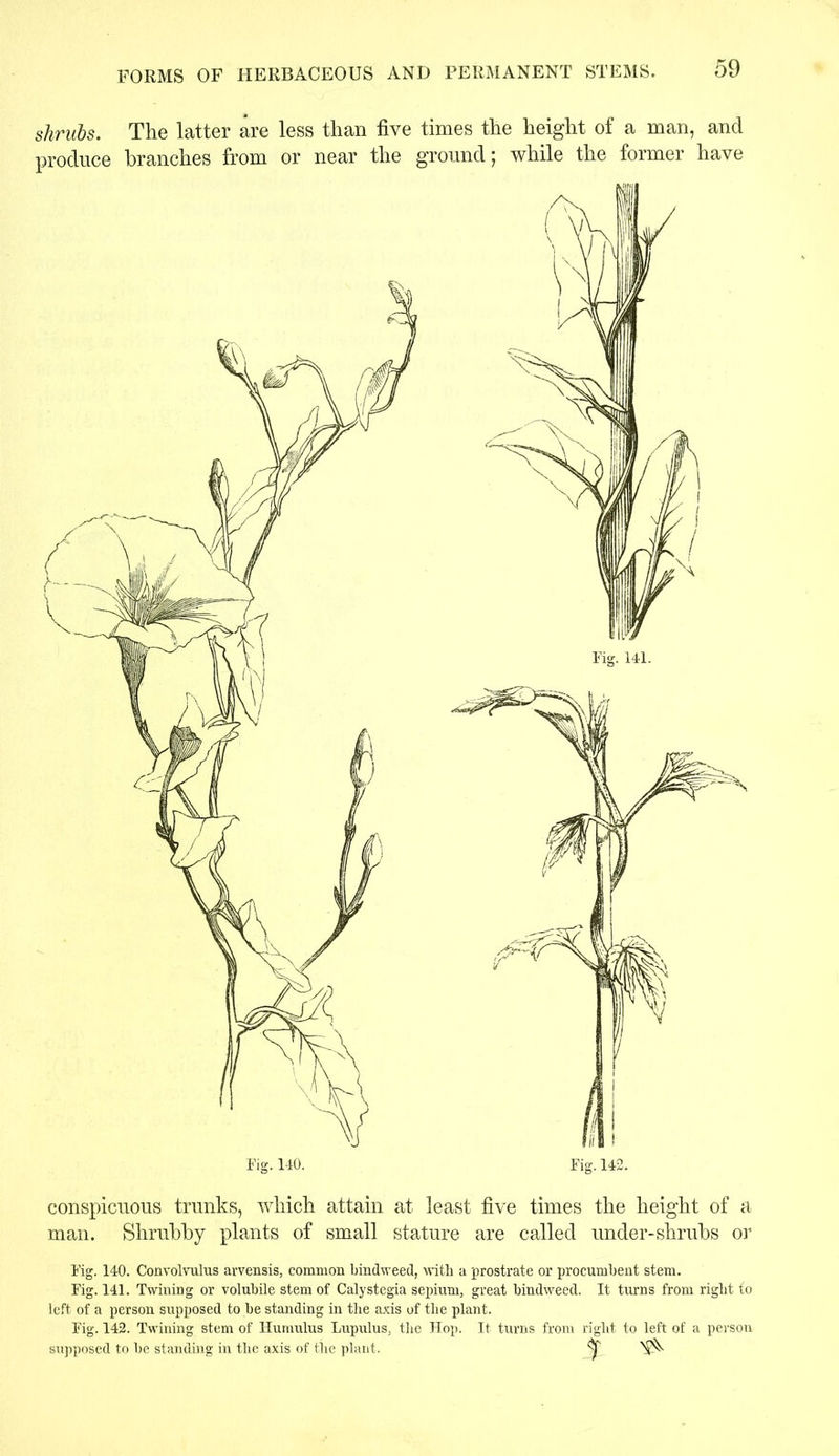 FORMS OF HERBACEOUS AND PERMANENT STEMS. shrubs. The latter are less than five times the height of a man, and produce branches from or near the ground; while the former have conspicuous trunks, which attain at least five times the height of a man. Shrubby plants of small stature are called under-shrubs or Fig. 140. Convolvulus arvensis, common bindweed, with a prostrate or procumbent stem. Fig. 141. Twining or volubile stem of Calystegia sepium, great bindweed. It turns from right to left of a person supposed to be standing in the axis of the plant. Fig. 142. Twining stem of Humulus Lupulus, the Hop. It turns from right to left of a person supposed to be standing in the axis of the plant.