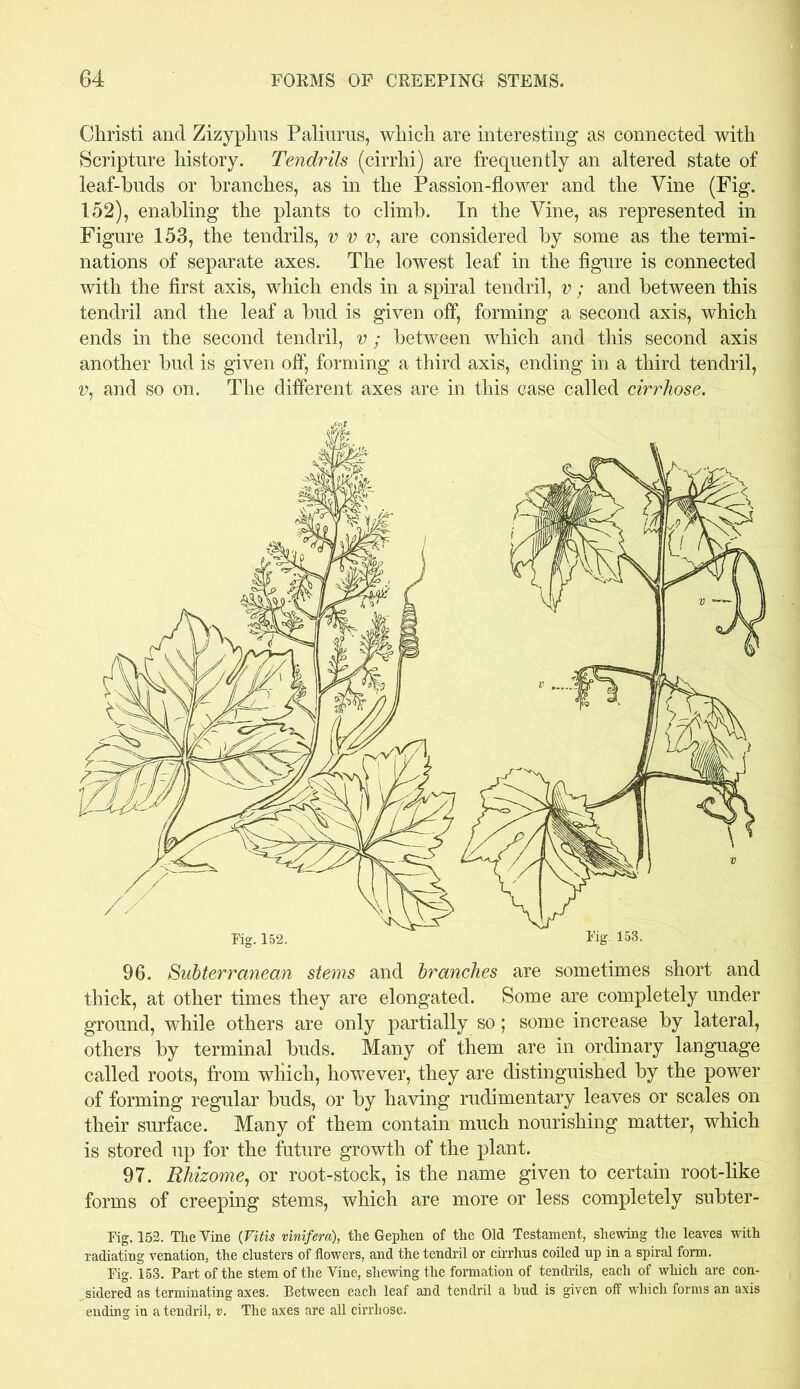 Christi and Zizypkus Palinms, which are interesting as connected with Scripture history. Tendrils (cirrhi) are frequently an altered state of leaf-buds or branches, as in the Passion-flower and the Vine (Fig. 152), enabling the plants to climb. In the Vine, as represented in Figure 153, the tendrils, v v v, are considered by some as the termi- nations of separate axes. The lowest leaf in the figure is connected with the first axis, which ends in a spiral tendril, v; and between this tendril and the leaf a bud is given off, forming a second axis, which ends in the second tendril, v; between which and this second axis another bud is given off, forming a third axis, ending in a third tendril, «?, and so on. The different axes are in this case called cirrhose. 96. Subterranean stems and branches are sometimes short and thick, at other times they are elongated. Some are completely under ground, while others are only partially so; some increase by lateral, others by terminal buds. Many of them are in ordinary language called roots, from which, however, they are distinguished by the power of forming regular buds, or by having rudimentary leaves or scales on their surface. Many of them contain much nourishing matter, which is stored up for the future growth of the plant. 97. Rhizome, or root-stock, is the name given to certain root-like forms of creeping stems, which are more or less completely subter- Fig. 152. The Vine (Vitis vinifera), the Gephen of the Old Testament, shewing the leaves with radiating venation, the clusters of flowers, and the tendril or cirrhus coiled up in a spiral form. Fig. 153. Part of the stem of the Vine, shewing the formation of tendrils, each of which are con- sidered as terminating axes. Between each leaf and tendril a hud is given off which forms an axis ending in a tendril, v. The axes are all cirrhose.