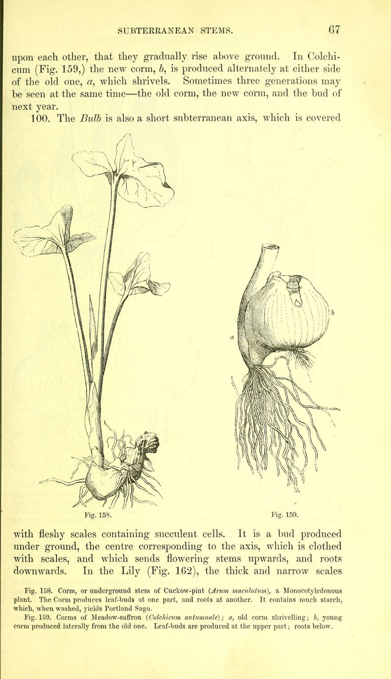 upon each other, that they gradually rise above ground. In Colchi- cum (Fig. 159,) the new corm, 5, is produced alternately at either side of the old one, <2, which shrivels. Sometimes three generations may be seen at the same time—the old corm, the new corm, and the bud of next year. 100. The Bulb is also a short subterranean axis, which is covered with fleshy scales containing succulent cells. It is a bud produced under ground, the centre corresponding to the axis, which is clothed with scales, and which sends flowering stems upwards, and roots downwards. In the Lily (Fig. 162), the thick and narrow scales Fig. 158. Corm, or underground stem of Cuckow-pint (Arum maculatum), a Monocotyledonous plant. The Corm produces leaf-buds at one part, and roots at another. It contains much starch, which, when washed, yields Portland Sago. Fig. 159. Corms of Meadow-saffron (Golchicum autumnale); a, old corm shrivelling; b, young corm produced laterally from the old one. Leaf-buds are produced at the upper part; roots below.