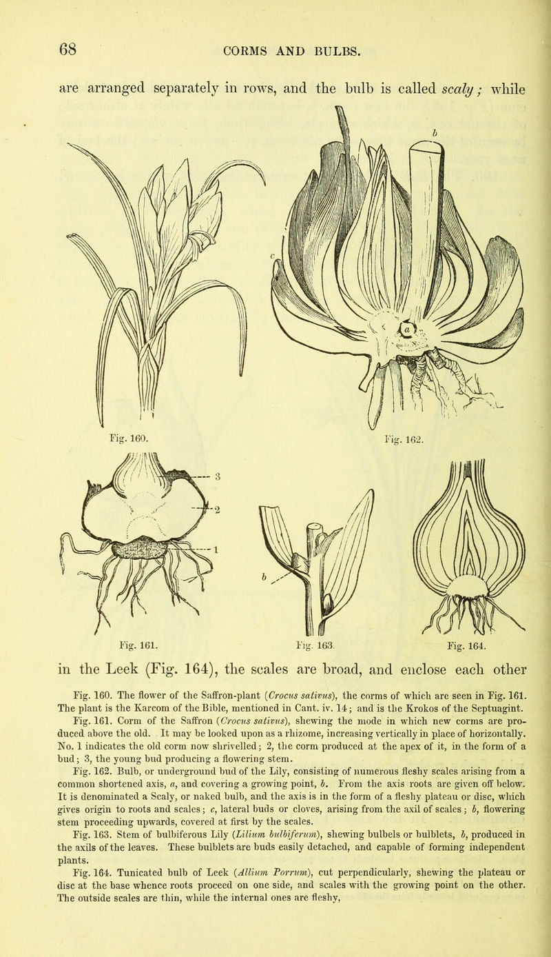 are arranged separately in rows, and the bulb is called scaly; while in the Leek (Fig. 164), the scales are broad, and enclose each other Fig. 160. The flower of the Saffron-plant (Crocus sativus), the corms of which are seen in Fig. 161. The plant is the Karcom of the Bible, mentioned in Cant. iv. 14; and is the Krokos of the Septuagint. Fig. 161. Corm of the Saffron (Crocus sativus), shewing the mode in which new corms are pro- duced above the old. It may be looked upon as a rhizome, increasing vertically in place of horizontally. No. 1 indicates the old corm now shrivelled; 2, the corm produced at the apex of it, in the form of a bud; 3, the young bud producing a flowering stem. Fig. 162. Bulb, or underground bud of the Lily, consisting of numerous fleshy scales arising from a common shortened axis, a, and covering a growing point, b. From the axis roots are given off below. It is denominated a Scaly, or naked bulb, and the axis is in the form of a fleshy plateau or disc, which gives origin to roots and scales; c, lateral buds or cloves, arising from the axil of scales; b, flowering stem proceeding upwards, covered at first by the scales. Fig. 163. Stem of bulbiferous Lily (Lilium bulbiferum), shewing bulbels or bulblets, b, produced in the axils of the leaves. These bulblets are buds easily detached, and capable of forming independent plants. Fig. 164. Tunicated bulb of Leek (Allium Porrum), cut perpendicularly, shewing the plateau or disc at the base whence roots proceed on one side, and scales with the growing point on the other. The outside scales are thin, while the internal ones are fleshy,