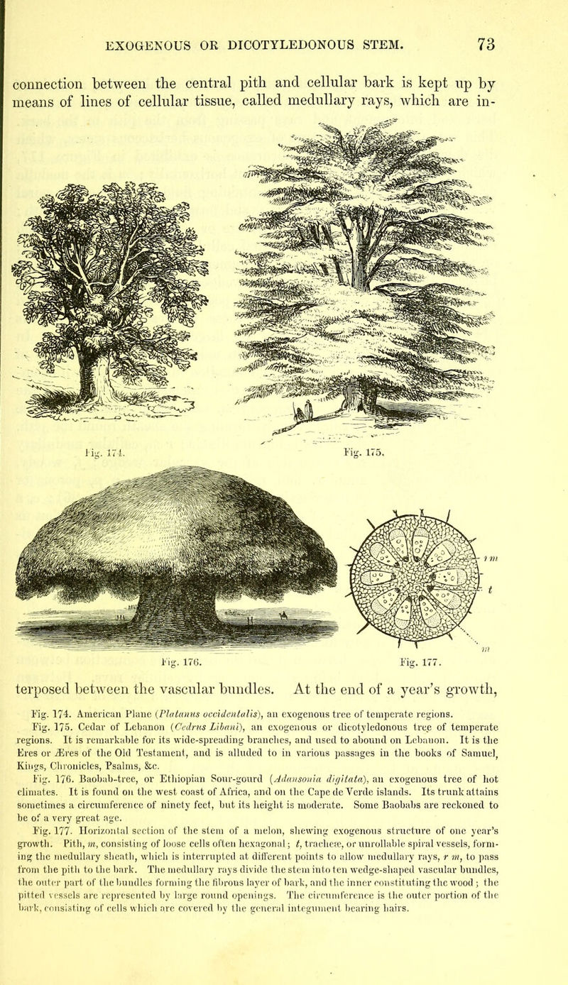 connection between the central pith and cellular bark is kept up by means of lines of cellular tissue, called medullary rays, which are in- Fig. 176. Fig. 177. terposed between the vascular bundles. At the end of a year’s growth, Fig. 174. American Plane (Platanus occidentalis), an exogenous tree of temperate regions. Fig. 175. Cedar of Lebanon (Cedrus Libani), an exogenous or dicotyledonous tree of temperate regions. It is remarkable for its wide-spreading brandies, and used to abound on Lebanon. It is the Eres or iEres of the Old Testament, and is alluded to in various passages in the books of Samuel, Kings, Chronicles, Psalms, &c. Fig. 176. Baobab-tree, or Ethiopian Sour-gourd (Adcinsonia dic/itata), an exogenous tree of hot climates. It is found on the west coast of Africa, and on the Cape de Verde islands. Its trunk attains sometimes a circumference of ninety feet, but its height is moderate. Some Baobabs are reckoned to be of a very great age. Fig. 177. Horizontal section of the stem of a melon, shewing exogenous structure of one year’s growth. Pith, m, consisting of loose cells often hexagonal; t, tracheae, or unreliable spiral vessels, form- ing the medullary sheath, which is interrupted at different points to allow medullary rays, r m, to pass from the pith to the bark. The medullary rays divide the stem into ten wedge-shaped vascular bundles, the outer part of the bundles forming the fibrous layer of bark, and the inner constituting the wood j the pitted vessels are represented by large round openings. The circumference is the outer portion of the bark, consisting of cells which are covered by the general integument bearing hairs.