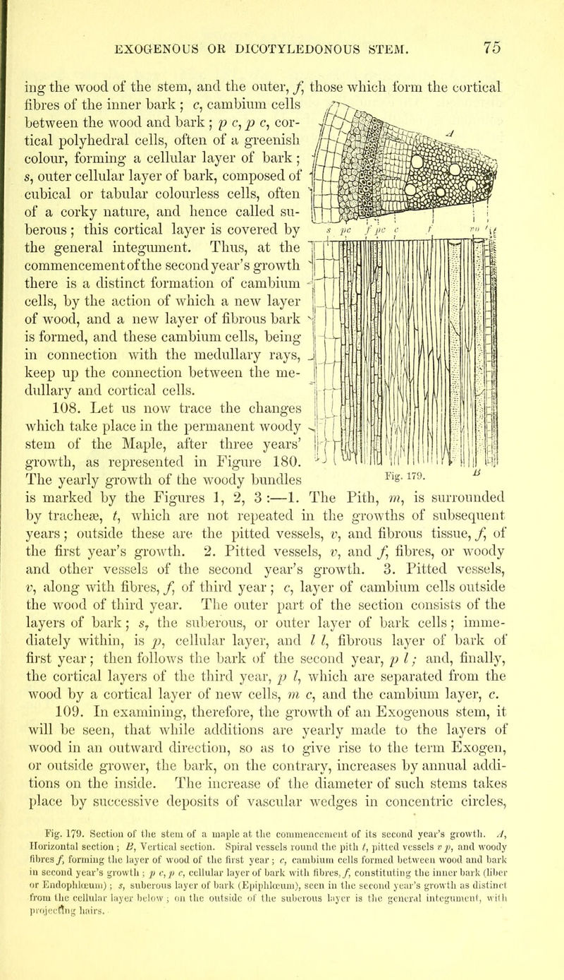 ing the wood of the stem, and the outer, f those which form the cortical fibres of the inner bark ; c, cambium cells between the wood and bark ; p c,p c, cor- tical polyhedral cells, often of a greenish colour, forming a cellular layer of bark; s, outer cellular layer of bark, composed of cubical or tabular colourless cells, often of a corky nature, and hence called su- berous; this cortical layer is covered by the general integument. Thus, at the commencement of the second year’s growth there is a distinct formation of cambium cells, by the action of which a new layer of wood, and a new layer of fibrous bark is formed, and these cambium cells, being in connection with the medullary rays, _ keep up the connection between the me- dullary and cortical cells. 108. Let us now trace the changes which take place in the permanent woody stem of the Maple, after three years’ growth, as represented in Figure 180. The yearly growth of the woody bundles is marked by the Figures 1, 2, 3 :—1. The Pith, w, is surrounded by tracheae, t, which are not repeated in the growths of subsequent years; outside these are the pitted vessels, v, and fibrous tissue, f of the first year’s growth. 2. Pitted vessels, v, and /, fibres, or woody and other vessels of the second year’s growth. 3. Pitted vessels, v, along with fibres, f of third year; c, layer of cambium cells outside the wood of third year. The outer part of the section consists of the layers of bark; s7 the suberous, or outer layer of bark cells; imme- diately within, is p, cellular layer, and l l, fibrous layer of bark of first year; then follows the bark of the second year, pi; and, finally, the cortical layers of the third year, p ?, which are separated from the wood by a cortical layer of new cells, m c, and the cambium layer, c. 109. In examining, therefore, the growth of an Exogenous stem, it will be seen, that while additions are yearly made to the layers of wood in an outward direction, so as to give rise to the term Exogen, or outside grower, the bark, on the contrary, increases by annual addi- tions on the inside. The increase of the diameter of such stems takes place by successive deposits of vascular wedges in concentric circles, Fig. 179. Fig. 179. Section of the stem of a maple at the commencement of its second year’s growth. A, Horizontal section; 2>, Vertical section. Spiral vessels round the pith t, pitted vessels v p, and woody fibres / forming the layer of wood of the first year; c, cambium cells formed between wood and bark in second year’s growth; p c,p c, cellular layer of bark with fibres,/, constituting the inner bark (fiber or Endophlceum); s, suberous layer of bark (Epiphlceum), seen in the second year’s growth as distinct from the cellular layer below; on the outside of the suberous layer is the general integument, with projecting hairs.