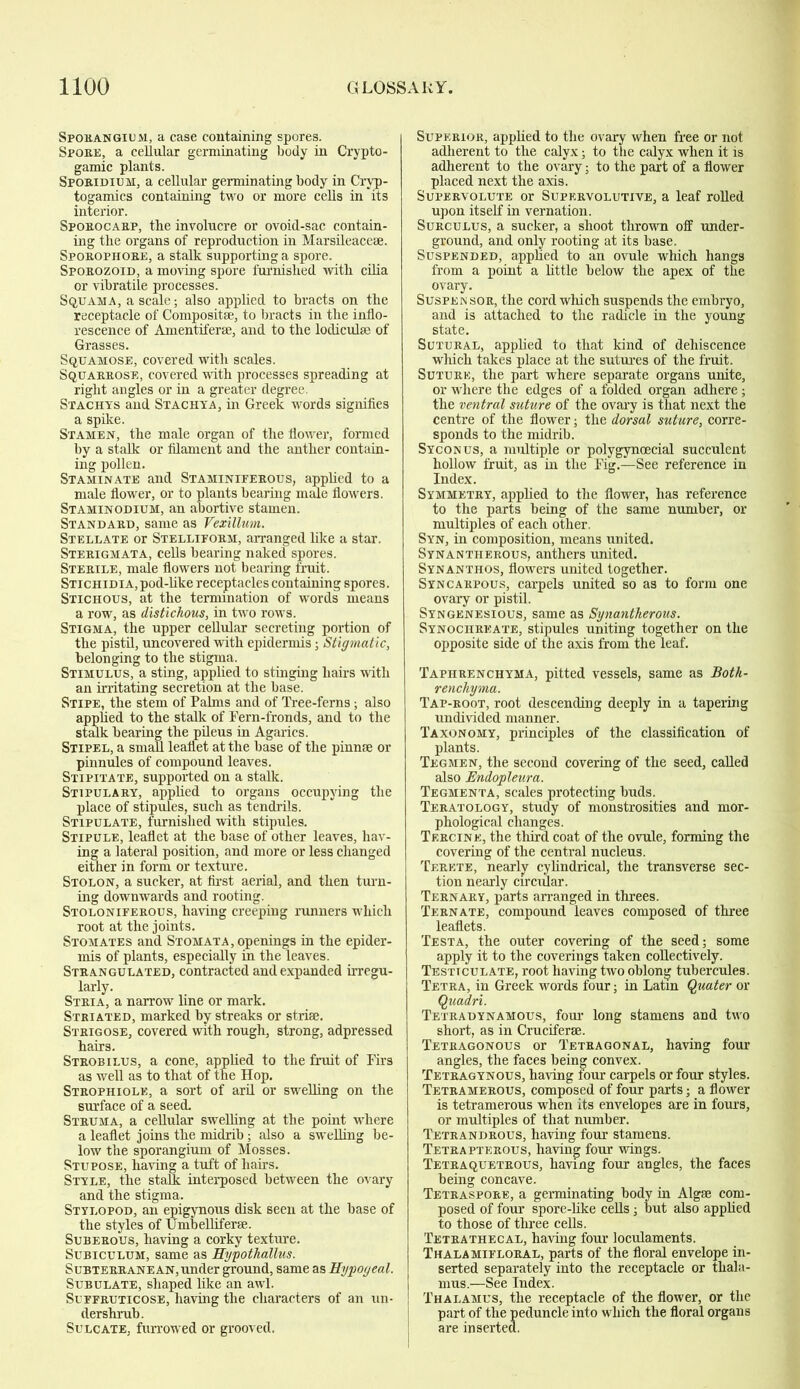 Sporangium, a case containing spores. Spoke, a cellular germinating body in Crypto- gamic plants. Sporidium, a cellular germinating body in Cryp- togamics containing two or more cells in its interior. Spoeocakp, the involucre or ovoid-sac contain- ing the organs of reproduction in Marsileacese. Spokophoee, a stalk supporting a spore. Sporozoid, a moving spore furnished with cilia or vibratile processes. Squama, a scale; also applied to bracts on the receptacle of Composite, to bracts in the inflo- rescence of Amentiferse, and to the lodiculae of Grasses. Squamose, covered with scales. Squakeose, covered with processes spreading at right angles or in a greater degree. Stachys and Stachya, in Greek words signifies a spike. Stamen, the male organ of the flower, formed by a stalk or filament and the anther contain- ing pollen. Staminate and Staminifeeous, applied to a male flower, or to plants bearing male flowers. Staminodium, an abortive stamen. Standard, same as Vexillum. Stellate or Stellipoem, arranged like a star. Stekigmata, cells bearing naked spores. Sterile, male flowers not bearing fruit. Stichidi A, pod-like receptacles containing spores. Stichous, at the termination of words means a row, as distichous, in two rows. Stigma, the upper cellular secreting portion of the pistil, uncovered with epidermis; Stigmatic, belonging to the stigma. Stimulus, a sting, applied to stinging hairs with an irritating secretion at the base. Stipe, the stem of Palms and of Tree-ferns; also Slied to the stalk of Fern-fronds, and to the k bearing the pileus in Agarics. Stipel, a small leaflet at the base of the pinnae or pinnules of compound leaves. Stipitate, supported on a stalk. Stipulaky, applied to organs occupying the place of stipules, such as tendrils. Stipulate, furnished with stipules. Stipule, leaflet at the base of other leaves, hav- ing a lateral position, and more or less changed either in form or texture. Stolon, a sucker, at first aerial, and then turn- ing downwards and rooting. Stolonifekous, having creeping runners which root at the joints. Stomates and Stomata,openings in the epider- mis of plants, especially in the leaves. Stkangulated, contracted and expanded irregu- larly. Steia, a narrow line or mark. Striated, marked by streaks or striae. Stbigose, covered with rough, strong, adpressed hairs. Steobilus, a cone, applied to the fruit of Firs as well as to that of the Hop. Stbophiole, a sort of aril or swelling on the surface of a seed. Stbuma, a cellular swelling at the point where a leaflet joins the midrib; also a swelling be- low the sporangium of Mosses. Stupose, having a tuft of hairs. Style, the stalk interposed between the ovary and the stigma. Stylopod, an epigynous disk seen at the base of the styles of Umbelliferae. Subeeous, having a corky texture. Subiculum, same as Hyjpothallus. Subteeeane an, under ground, same as Hypogeal. Subulate, shaped like an awl. Suffeuticose, having the characters of an un- dershrub. Sulcate, furrowed or grooved. Supeeior, applied to the ovary when free or not adherent to the calyx; to the calyx when it is adherent to the ovary; to the part of a flower placed next the axis. Supekvolute or Supervolutive, a leaf rolled upon itself in vernation. Sueculus, a sucker, a shoot thrown off under- ground, and only rooting at its base. Suspended, applied to an ovule which hangs from a point a little below the apex of the ovary. Suspea sor, the cord which suspends the embryo, and is attached to the radicle in the young state. Sutural, applied to that kind of dehiscence wliich takes place at the sutures of the fruit. Suture, the part where separate organs unite, or where the edges of a folded organ adhere ; the ventral suture of the ovary is that next the centre of the flower; the dorsal suture, corre- sponds to the midrib. Syconus, a multiple or polygynoecial succulent hollow fruit, as in the Fig.—See reference in Index. Symmetry, applied to the flower, has reference to the parts being of the same number, or multiples of each other. Syn, in composition, means united. Synantherous, anthers united. Synanthos, flowers united together. Syncarpous, carpels united so as to form one ovary or pistil. Syngenesious, same as Synantherous. Synociireate, stipules uniting together on the opposite side of the axis from the leaf. Tapiirenchyma, pitted vessels, same as Both- renchyma. Tap-root, root descending deeply in a tapering undivided manner. Taxonomy, principles of the classification of plants. Tegmen, the second covering of the seed, called also Endopleura. Tegmenta, scales protecting buds. Teratology, study of monstrosities and mor- phological changes. Tercine, the third coat of the ovule, forming the covering of the central nucleus. Terete, nearly cylindrical, the transverse sec- tion nearly circular. Ternary, parts arranged in threes. Ternate, compound leaves composed of three leaflets. Testa, the outer covering of the seed; some apply it to the coverings taken collectively. Testtculate, root having two oblong tubercules. Tetra, in Greek words four; in Latm Quater or Quadri. Tetradynamous, four long stamens and two short, as in Cruciferae. Tetragonous or Tetragonal, having four angles, the faces being convex. Tetragynous, having four carpels or four styles. Tetramerous, composed of four parts; a flower is tetramerous when its envelopes are in fours, or multiples of that number. Tetrandrous, having four stamens. Tetrapterous, having four wings. Tetraquetrous, having four angles, the faces being concave. Tetraspore, a germinating body in Algae com- posed of four spore-like cells; but also applied to those of three cells. Tetrathecal, having four loculaments. Thalamifloral, parts of the floral envelope in- serted separately into the receptacle or thala- mus.—See Index. Thalamus, the receptacle of the flower, or the part of the peduncle into which the floral organs are inserted.