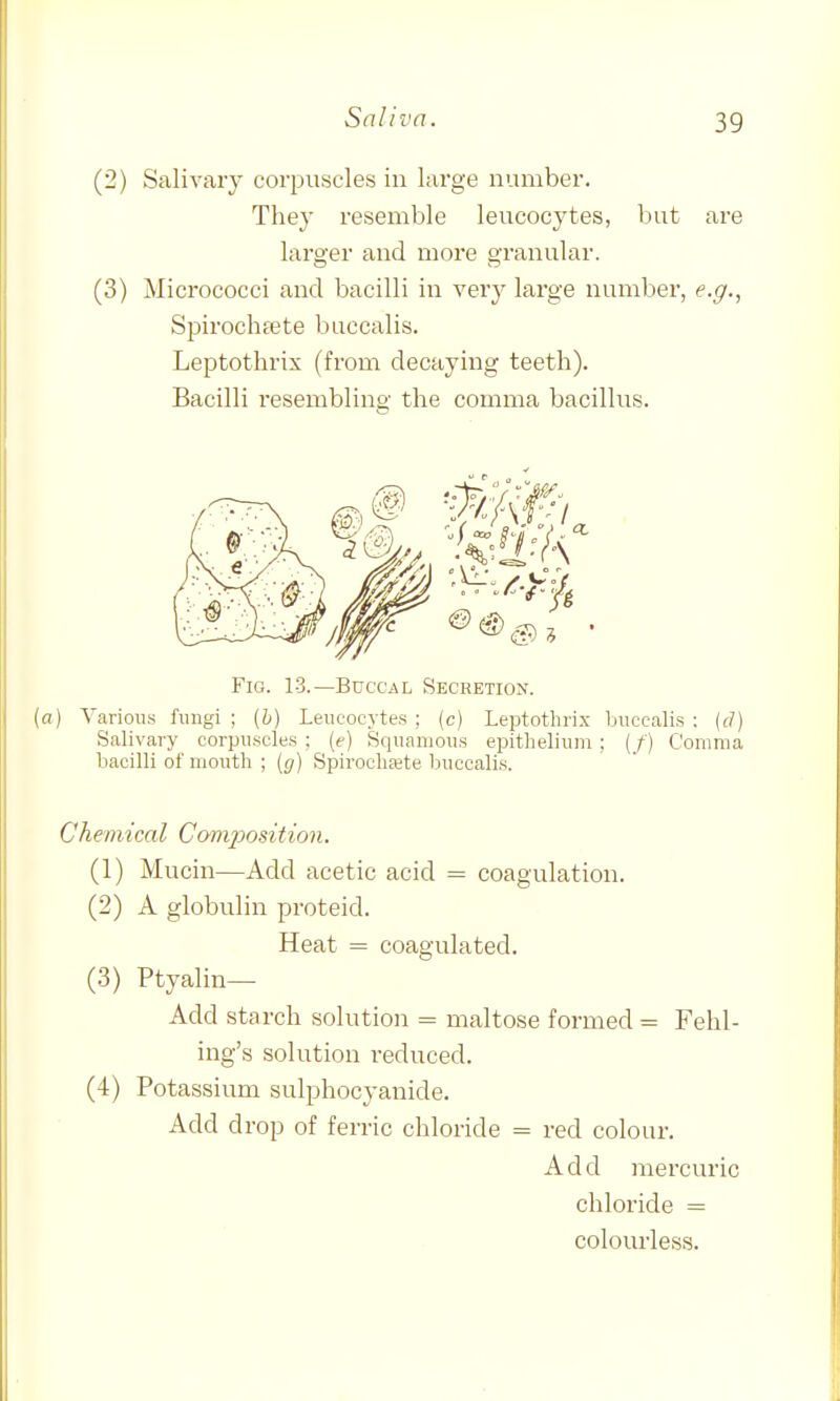 (2) Salivaiy corpuscles in large number. They resemble leucocytes, but are larger and more granular. (3) Micrococci and bacilli in very large number, e.g., Spirochfete buccalis. Leptothrix (from decaying teeth). Bacilli resembling the comma bacillus. Fig. 13.—Buccal Secretion. ) Various fungi ; (h) Leucocytes ; (c) Leptothrix buccalis : {d) Salivary corpuscles ; (c) Squamous epithelium ; (/) Comma bacilli of mouth ; [g) Spirocbaete buccalis. Chemical Composition. (1) Mucin—Add acetic acid = coagulation. (2) A globulin proteid. Heat = coagulated. (3) Ptyalin— Add starch solution = maltose formed = Fehl- ing's solution reduced. (4) Potassium sulphocyanide. Add drop of ferric chloride = red colour. Add mercuric chloride = colourless.