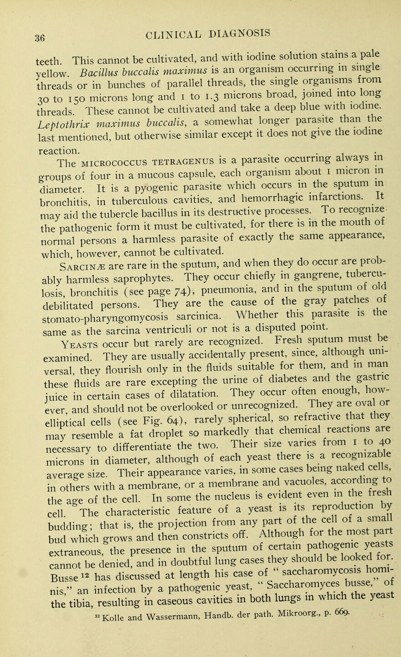 teeth. This cannot be cultivated, and with iodine solution stains a pale yellow Bacillus buccalis maximus is an organism occurring in single threads or in bunches of parallel threads, the single organisms from 30 to 150 microns long and i to 1.3 microns broad, joined into long threads These cannot be cultivated and take a deep blue with iodine. Leptothrix maximus buccalis, a somewhat longer parasite than the last mentioned, but otherwise similar except it does not give the lodme reaction. . . . The MICROCOCCUS tetragenus is a parasite occurring always m groups of four in a mucous capsule, each organism about i micron m diameter. It is a pyogenic parasite which occurs m the sputum in bronchitis, in tuberculous cavities, and hemorrhagic infarctions, it may aid the tubercle bacillus in its destructive processes. To recognize, the pathogenic form it must be cultivated, for there is in the mouth of normal persons a harmless parasite of exactly the same appearance, which however, cannot be cultivated. Sarcin^ are rare in the sputum, and when they do occur are prob- ably harmless saprophytes. They occur chiefly in gangrene, tubercu- losis, bronchitis (see page 74)i pneumonia, and in the sputum of old debilitated persons. They are the cause of the gray patches of stomato-pharyngomycosis sarcinica. Whether this parasite is the same as the sarcina yentriculi or not is a disputed point. Yeasts occur but rarely are recognized. Fresh sputum must be examined They are usually accidentally present, since, although uni- versal they flourish only in the fluids suitable for them, and m man these fluids are rare excepting the urine of diabetes and the gastric juice in certain cases of dilatation. They occur often enough, how- ever and should not be overlooked or unrecognized. They are oval or elliptical cells (see Fig. 64), rarely spherical, so refractive that they may resemble a fat droplet so markedly that chemical reactions are necessary to differentiate the two. Their size varies from i to 40 microns in diameter, although of each yeast there is a recognizable average size. Their appearance varies, in some cases being naked cells, in others with a membrane, or a membrane and vacuoles, according to the age of the cell. In some the nucleus is evident even in the fresh cell The characteristic feature of a yeast is its reproduction by budding; that is, the projection from any part of the cell of a smaH bud whkh grows and then constricts off. Although for the most part extraneous the presence in the sputum of certain pathogenic yeasts canifot be denied and in doubtful lung cases they should be looked for. Busse - has dis;ussed at length his case of  saccharomycosis homi- Ss ' an infection by a pathogenic y-^^ \Saccharomyces busse^ o the tibia, resulting in caseous cavities in both lungs in which the yeast KoUe and Wassermann, Handb. der path. Mikroorg., p. 669.