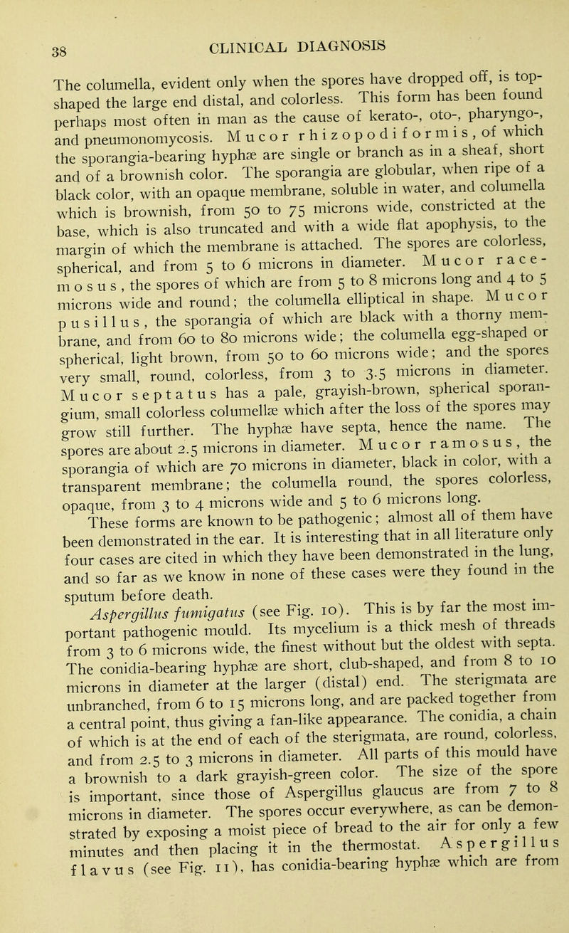The columella, evident only when the spores have dropped off, is top- shaped the large end distal, and colorless. This form has been found perhaps most often in man as the cause of kerato-, oto-, pharyngo-, and pneumonomycosis. M u c o r r h i z o p o d i f o r m i s of which the sporangia-bearing hyphffi are single or branch as m a sheaf, shoit and of a brownish color. The sporangia are globular, when ripe of a black color, with an opaque membrane, soluble in water, and columella which is brownish, from 50 to 75 microns wide, constricted at the base which is also truncated and with a wide fiat apophysis, to the margin of which the membrane is attached. The spores are colorless, spherical, and from 5 to 6 microns in diameter. Mucor race- mo s u s , the spores of which are from 5 to 8 microns long and 4 to 5 microns wide and round; the columella elliptical in shape. Mucor p u s i 11 u s , the sporangia of which are black with a thorny mem- brane and from 60 to 80 microns wide; the columella egg-shaped or spherical, light brown, from 50 to 60 microns wide; and the spores very small, round, colorless, from 3 to 3-5 microns m diameter. M u c o r s e p t a t u s has a pale, grayish-brown, spherical sporan- gium small colorless columella; which after the loss of the spores may grow still further. The hyph^e have septa, hence the name, ihe spores are about 2.5 microns in diameter. M u c o r r a m o s u s , the sporangia of which are 70 microns in diameter, black m color, with a transparent membrane; the columella round, the spores colorless, opaque, from 3 to 4 microns wide and 5 to 6 microns long. These forms are known to be pathogenic; almost all of them have been demonstrated in the ear. It is interesting that in all literature only four cases are cited in which they have been demonstrated m the lung, and so far as we know in none of these cases were they found in the sputum before death. . , , Aspergillus fumigatus (see Fig. 10). This is by far the most im- portant pathogenic mould. Its mycelium is a thick mesh of threads from 3 to 6 microns wide, the finest without but the oldest with septa. The conidia-bearing hypha: are short, club-shaped, and from 8 to 10 microns in diameter at the larger (distal) end. The sterigmata are unbranched, from 6 to 15 microns long, and are packed together from a central point, thus giving a fan-like appearance. The comdia, a chain of which is at the end of each of the sterigmata, are round, colorless, and from 2.5 to 3 microns in diameter. All parts of this mould have a brownish to a dark grayish-green color. The size of the spore is important, since those of Aspergillus glaucus are from 7 to 8 microns in diameter. The spores occur everywhere, as can be demon- strated by exposing a moist piece of bread to the air for only a few minutes and then placing it in the thermostat. Aspergillus f lavus (see Fig. 11), has conidia-bearing hyphae which are from