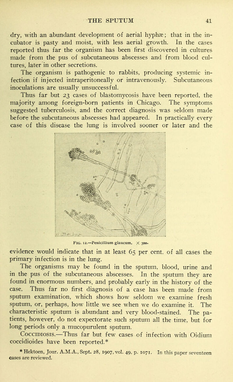 dry, with an abundant development of aerial hyph^e; that in the in- cubator is pasty and moist, with less aerial growth. In the cases reported thus far the organism has been first discovered in cultures made from the pus of subcutaneous abscesses and from blood cul- tures, later in other secretions. The organism is pathogenic to rabbits, producing systemic in- fection if injected intraperitoneally or intravenously. Subcutaneous inoculations are usually unsuccessful. Thus far but 23 cases of blastomycosis have been reported, the majority among foreign-born patients in Chicago. The symptoms suggested tuberculosis, and the correct diagnosis was seldom made before the subcutaneous abscesses had appeared. In practically every case of this disease the lung is involved sooner or later and the Fig. 12.—Penicillium glaucum. X 300. evidence would indicate that in at least 65 per cent, of all cases the primary infection is in the lung. The organisms may be found in the sputum, blood, urine and in the pus of the subcutaneous abscesses. In the sputum they are found in enormous numbers, and probably early in the history of the case. Thus far no first diagnosis of a case has been made from sputum examination, which shows how seldom we examine fresh sputum, or, perhaps, how little we see when we do examine it. The characteristic sputum is abundant and very blood-stained. The pa- tients, however, do not expectorate such sputum all the time, but for long periods only a mucopurulent sputum. CocciDiosis.—Thus far but few cases of infection with Oidium coccidioides have been reported.''' * Hektoen, Jour. A.M.A., Sept. 28, 1907, vol. 49, p. 1071. In this paper seventeen cases are reviewed.