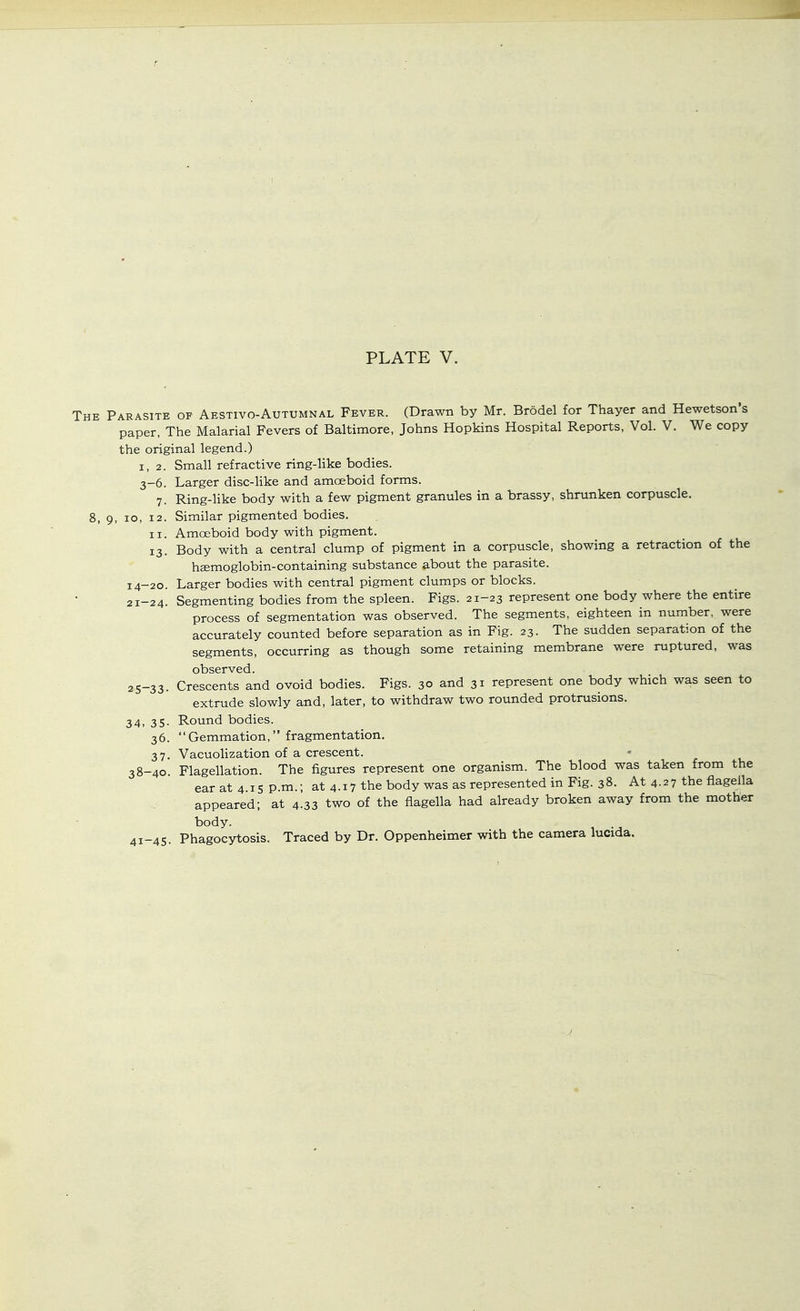 The Parasite of Aestivo-Autumnal Fever. (Drawn by Mr. Brodel for Thayer and Hewetson's paper, The Malarial Fevers of Baltimore, Johns Hopkins Hospital Reports, Vol. V. We copy the original legend.) 1,2. Small refractive ring-like bodies. 3-6. Larger disc-like and amoeboid forms. 7. Ring-like body with a few pigment granules in a brassy, shrunken corpuscle. 8, 9, 10, 12. Similar pigmented bodies. II. Amoeboid body with pigment. 13. Body with a central clump of pigment in a corpuscle, showing a retraction of the haemoglobin-containing substance about the parasite. 14-20. Larger bodies with central pigment clumps or blocks. 21-24. Segmenting bodies from the spleen. Figs. 21-23 represent one body where the entire process of segmentation was observed. The segments, eighteen in number, were accurately counted before separation as in Fig. 23. The sudden separation of the segments, occurring as though some retaining membrane were ruptured, was observed. 25-33. Crescents and ovoid bodies. Figs. 30 and 31 represent one body which was seen to extrude slowly and, later, to withdraw two rounded protrusions. 34. 35- Round bodies. 36. Gemmation, fragmentation, 37. Vacuolization of a crescent. 38-40. Flagellation. The figures represent one organism. The blood was taken from the ear at 4.15 p.m.; at 4.17 the body was as represented in Fig. 38. At 4.27 the fiagella appeared; at 4.33 two of the fiagella had already broken away from the mother body. 41-45. Phagocytosis. Traced by Dr. Oppenheimer with the camera lucida.