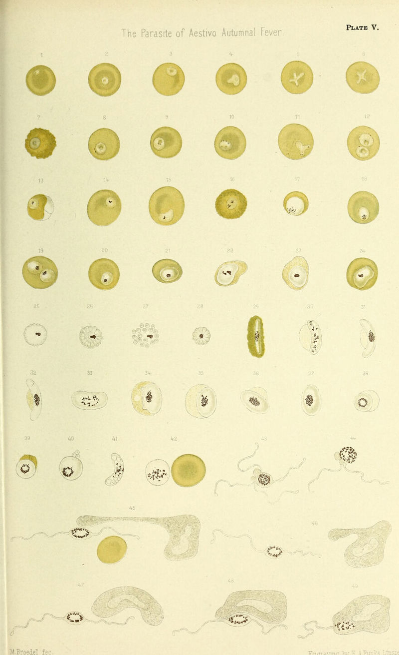 The Parasrte of Aestivo Autumnal Fever fee.