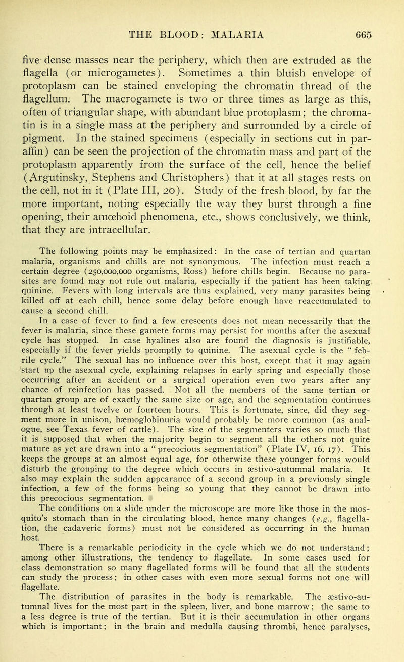 five dense masses near the periphery, which then are extruded as the flagella (or microgametes). Sometimes a thin bkiish envelope of protoplasm can be stained enveloping the chromatin thread of the flagellum. The macrogamete is two or three times as large as this, often of triangular shape, with abundant blue protoplasm; the chroma- tin is in a single mass at the periphery and surrounded by a circle of pigment. In the stained specimens (especially in sections cut in par- affin) can be seen the projection of the chromatin mass and part of the protoplasm apparently from the surface of the cell, hence the belief (Argutinsky, Stephens and Christophers) that it at all stages rests on the cell, not in it (Plate III, 20). Study of the fresh blood, by far the more important, noting especially the way they burst through a fine opening, their amoeboid phenomena, etc., shows conclusively, we think, that they are intracellular. The following points may be emphasized: In the case of tertian and quartan malaria, organisms and chills are not synonymous. The infection must reach a certain degree (250,000,000 organisms, Ross) before chills begin. Because no para- sites are found may not rule out malaria, especially if the patient has been taking quinine. Fevers with long intervals are thus explained, very many parasites being killed off at each chill, hence some delay before enough have reaccumulated to cause a second chill. In a case of fever to find a few crescents does not mean necessarily that the fever is malaria, since these gamete forms may persist for months after the asexual cycle has stopped. In case hyalines also are found the diagnosis is justifiable, especially if the fever yields promptly to quinine. The asexual cycle is the  feb- rile cycle. The sexual has no influence over this host, except that it may again start up the asexual cycle, explaining relapses in early spring and especially those occurring after an accident or a surgical operation even two years after any chance of reinfection has passed. Not all the members of the same tertian or quartan group are of exactly the same size or age, and the segmentation continues through at least twelve or fourteen hours. This is fortunate, since, did they seg- ment more in unison, hsemoglobinuria would probably be more common (as anal- ogue, see Texas fever of cattle). The size of the segmenters varies so much that it is supposed that when the majority begin to segment all the others not quite mature as yet are drawn into a precocious segmentation (Plate IV, 16, 17). This, keeps the groups at an almost equal age, for otherwise these younger forms would disturb the grouping to the degree which occurs in sestivo-autumnal malaria. It also may explain the sudden appearance of a second group in a previously single infection, a few of the forms being so young that they cannot be drawn into this precocious segmentation. The conditions on a slide under the microscope are more like those in the mos- quito's stomach than in the circulating blood, hence many changes {e.g., flagella- tion, the cadaveric forms) must not be considered as occurring in the human host. There is a remarkable periodicity in the cycle which we do not understand ; among other illustrations, the tendency to flagellate. In some cases used for class demonstration so many flagellated forms will be found that all the students can study the process; in other cases with even more sexual forms not one will flagellate. The distribution of parasites in the body is remarkable. The asstivo-au- tumnal lives for the most part in the spleen, liver, and bone marrow; the same to a less degree is true of the tertian. But it is their accumulation in other organs which is important; in the brain and medulla Causing thrombi, hence paralyses^