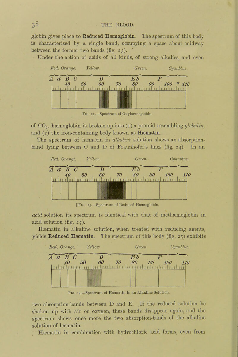 globin gives place to Reduced Haemoglobin. The spectrum of this body is characterised by a single band, occupying a space about midway between the former two bands (fig. 23). Under the action of acids of all kinds, of strong alkalies, and even Red. Orange. Yellmv. Green. Cyanllue. Fig. 22.—Spectrum of Oxybaimoglobin. of COg, haemoglobin is broken up into (i) a proteid resembling globulin, and (2) the iron-containing body known as Haematin. The spectrum of haematin in alkaline solution shows an absorption- band lying between C and D of Fraunhofer’s lines (fig. 24). In an Red. Orange. Yelloiu. Green. Cyanllue. A a B C D Eh F ill 11111 nil ' II|||||||i||lii li II1 In III iUL liiiiliiiil nil □ [Fig. 23.—Spectrum of Reduced Hsemoglobin. acid solution its spectrum is identical with that of methaemoglobin in acid solution (fig. 27). Haematin in alkaline solution, when treated with reducing agents, yields Reduced Haematin. The spectrum of this body (fig. 25) exhibits Red. Orange. Yellow. Green. Cyanllue. A a B C iO 50 1111 ml Ml mill Wb ^ ■ 60 70 80 90 100 110 Fig. 24.—Spectrum of Hiematin in an Alkaline Solution. two absorption-bands between D and E. If the reduced solution be shaken up with air or oxygen, these bands disappear again, and the spectrum shows once more the two absorption-bands of the alkaline solution of haematin. Haematin in combination with hydrochloric acid forms, even from