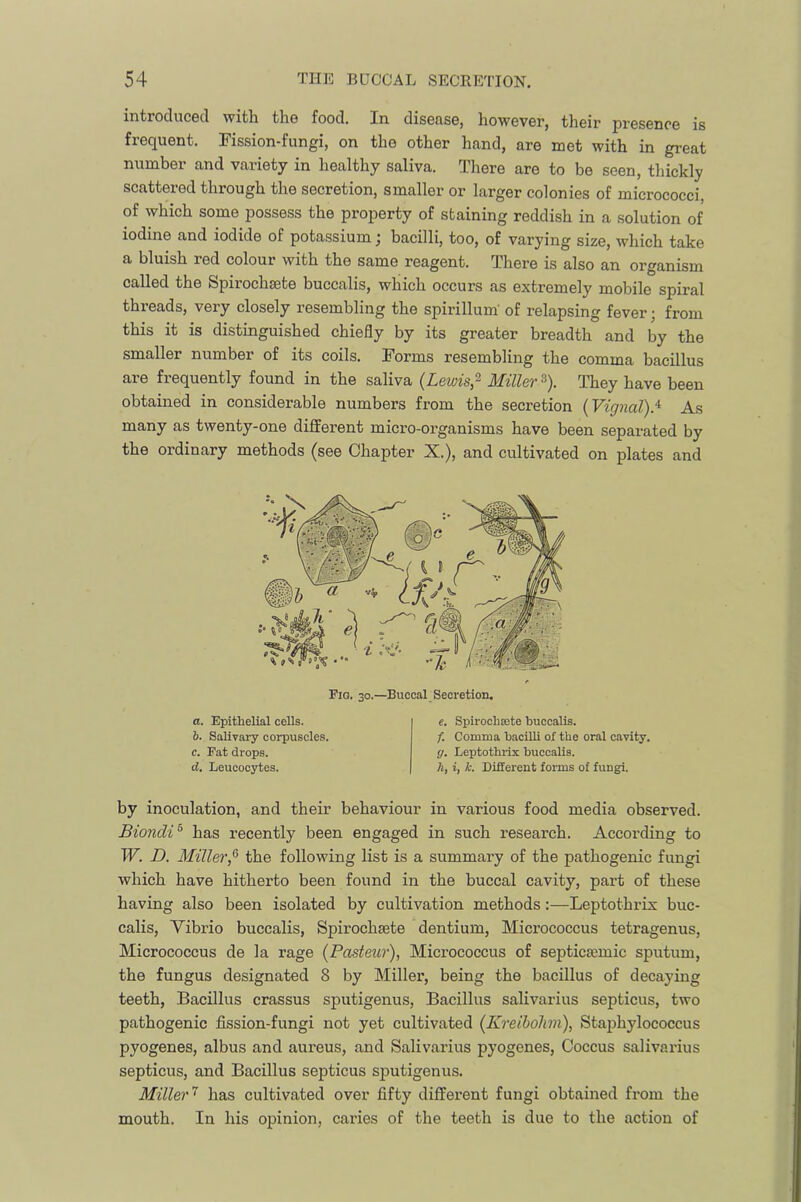 introduced with the food. In disease, however, their presence is frequent. Fission-fungi, on the other hand, are met with in great number and variety in healthy saliva. There are to be seen, thickly scattered through the secretion, smaller or larger colonies of micrococci, of which some possess the property of staining reddish in a solution of iodine and iodide of potassium; bacilli, too, of varying size, which take a bluish red colour with the same reagent. There is also an organism called the Spirochsete buccalis, which occurs as extremely mobile spiral threads, very closely resembling the spirillum' of relapsing fever; from this it is distinguished chiefly by its greater breadth and by the smaller number of its coils. Forms resembling the comma bacillus are frequently found in the saliva {Lewis,^ Miller^). They have been obtained in considerable numbers from the secretion {Vignal).^ As many as twenty-one different micro-organisms have been separated by the ordinary methods (see Chapter X.), and cultivated on plates and Fig. 30.—Buccal Secretion. а. Epithelial cells. б. SaUvary corpuscles. c. Pat drops. d. Leucocytes. e. Spirochsete buccalis. /. Comma hacilh oX the oral cavity. g. Leptothrix buccalis. h, i, k. Different forms of fungi. by inoculation, and their behaviour in various food media observed. Biondi^ has recently been engaged in such research. Accoi’ding to W. D. Miller,^ the following list is a summary of the pathogenic fungi which have hitherto been found in the buccal cavity, part of these having also been isolated by cultivation methods:—Leptothrix buc- calis, Vibrio buccalis, Spirochsete dentium. Micrococcus tetragenus. Micrococcus de la rage {Pasteur), Micrococcus of septicsemic sputum, the fungus designated 8 by INIillei’, being the bacillus of decaying teeth. Bacillus crassus sputigenus. Bacillus salivarius septicus, two pathogenic fission-fungi not yet cultivated {Kreibohm), Staphylococcus pyogenes, albus and aureus, and Salivarius pyogenes. Coccus salivarius septicus, and Bacillus septicus sj)utigenus. Miller'^ has cultivated over fifty different fungi obtained from the mouth. In his opinion, caries of the teeth is due to the action of