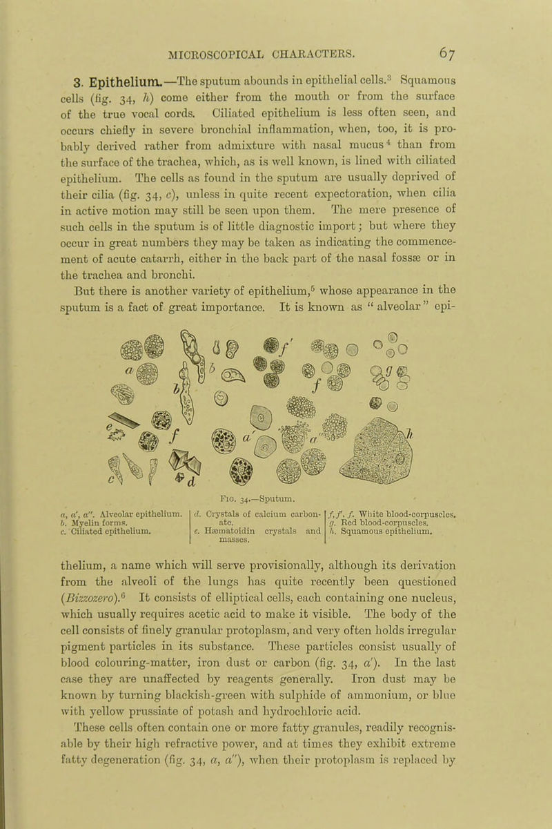 3. Epithelium.—The sputum abounds in epithelial cells.^ Squamous cells (tig. 34, h) come either from the mouth or from the surface of the true vocal cords. Ciliated epithelium is less often seen, and occui-s chiefly in severe bronchial inflammation, when, too, it is pro- bably derived rather from admixture witli nasal mucus‘s than from the surface of the trachea, which, as is well known, is lined Avith ciliated epithelium. The cells as found in the sputum are usually deprived of their cilia (fig. 34, c), unless in quite recent expectoration, when cilia in active motion may still be seen upon them. The mere presence of such cells in the sputum is of little diagnostic import; but Avhere they occur in great numbers they may be taken as indicating the commence- ment of acute catarrh, either in the back part of the nasal fossse or in the trachea and bronchi. But there is another vai’iety of epithelium,^ whose appearance in the sputum is a fact of great importance. It is known as “ alveolar ” epi- a. o', a. Alveolar epithelium. b. Myelin forms. c. Ciliated epithelium. Fio. 34.—Sputum. d. Crystals of ealcium carbon- ate. e. Hfematoidin crystals and masses. /,/, /. Wliite blood-oorpuscle.s. 17. Red blood-corpuscles. h. Squamous epithelium. thelium, a name which will serve provisionally, although its derivation from the alveoli of the lungs has quite recently been questioned (Bizzozero).^ It consists of elliptical cells, each containing one nucleus, which usually requires acetic acid to make it visible. The body of the cell consists of finely granular protoplasm, and very often holds irregular pigment particles in its substance. These particles consist usually of blood colouring-matter, iron dust or carbon (fig. 34, a'). In the last case they are unaffected by reagents generally. Iron dust may be known by turning blackish-green with sulphide of ammonium, or blue with yellow prussiate of potash and hydrochloric acid. These cells often contain one or more fatty granules, readily recognis- able by their high refractive poAver, and at times they exhibit extreme fatty degeneration (fig. 34, a, a), Avhon their protoplasm is replaced by