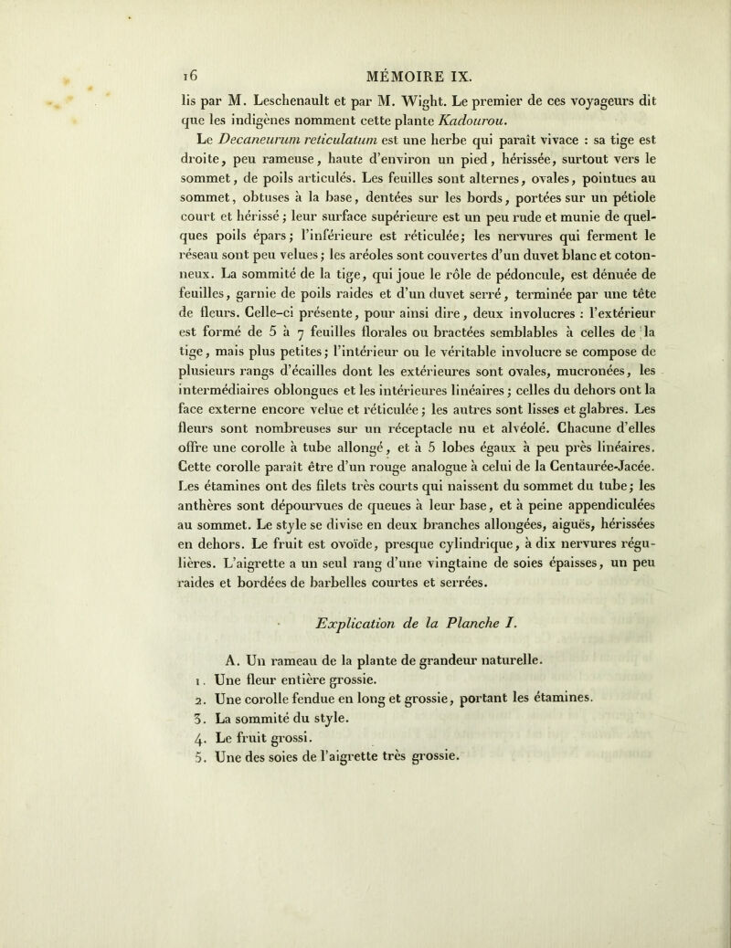 lis par M. Leschenault et par M. Wlght. Le premier de ces voyageurs dit que les indigènes nomment cette plante Kadourou. Le Decaneurum reticulatum est une herbe qui paraît vivace : sa tige est droite, peu rameuse, haute d’environ un pied, hérissée, surtout vers le sommet, de poils articulés. Les feuilles sont alternes, ovales, pointues au sommet, obtuses à la base, dentées sur les bords, portées sur un pétiole court et hérissé ; leur surface supérieure est un peu rude et munie de quel- ques poils épars; l’inférieure est réticulée; les nervures qui ferment le réseau sont peu velues ; les aréoles sont couvertes d’un duvet blanc et coton- neux. La sommité de la tige, qui joue le rôle de pédoncule, est dénuée de feuilles, garnie de poils raides et d’un duvet serré, terminée par une tête de fleurs. Celle-ci présente, pour ainsi dire, deux involucres ; l’extérieur est formé de 5 à 7 feuilles florales ou bractées semblables à celles de ' la tige, mais plus petites; l’intérieur ou le véritable involucre se compose de plusieurs rangs d’écailles dont les extérieures sont ovales, mucronées, les intermédiaires oblongues et les intérieures linéaires ; celles du dehors ont la face externe encore velue et réticulée ; les autres sont lisses et glabres. Les fleurs sont nombreuses sur un réceptacle nu et alvéolé. Chacune d’elles offre une corolle à tube allongé, et à 5 lobes égaux à peu près linéaires. Cette corolle paraît être d’un rouge analogue à celui de la Centaurée-Jacée. Les étamines ont des filets très courts qui naissent du sommet du tube; les anthères sont dépourvues de queues à leur base, et à peine appendiculées au sommet. Le style se divise en deux branches allongées, aiguës, hérissées en dehors. Le fruit est ovoïde, presque cylindrique, à dix nervures régu- lières. L’aigrette a un seul rang d’une vingtaine de soies épaisses, un peu raides et bordées de barbelles courtes et serrées. Explication de la Planche I. A. Un rameau de la plante de grandeur naturelle. 1. Une fleur entière grossie. 2. Une corolle fendue en long et grossie, portant les étamines. 5. La sommité du style. 4. Le fruit grossi. 5. Une des soies de l’aigrette très grossie.