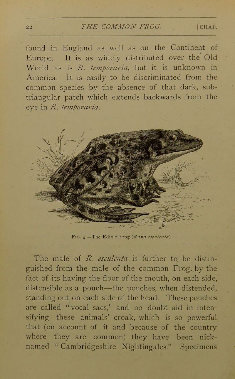 found in England as well as on the Continent of Europe. It is as widely distributed over the Old World as is R. temporaria, but it is unknown in America. It is easily to be discriminated from the common species by the absence of that dark, sub- triangular patch which extends backwards from the eye in R. temporaria. Fig. 4.—The Edible Frog (Rmta rsculenta\ The male of R. esculenta is further to. be distin- guished from the male of the common Frog, by the fact of its having the floor of the mouth, on each side, distensible as a pouch—the pouches, when distended, standing out on each side of the head. These pouches are called “vocal sacs,” and no doubt aid in inten- sifying these animals’ croak, which is so powerful that (on account of it and because of the country where they are common) they have been nick- named “Cambridgeshire Nightingales.” Specimens