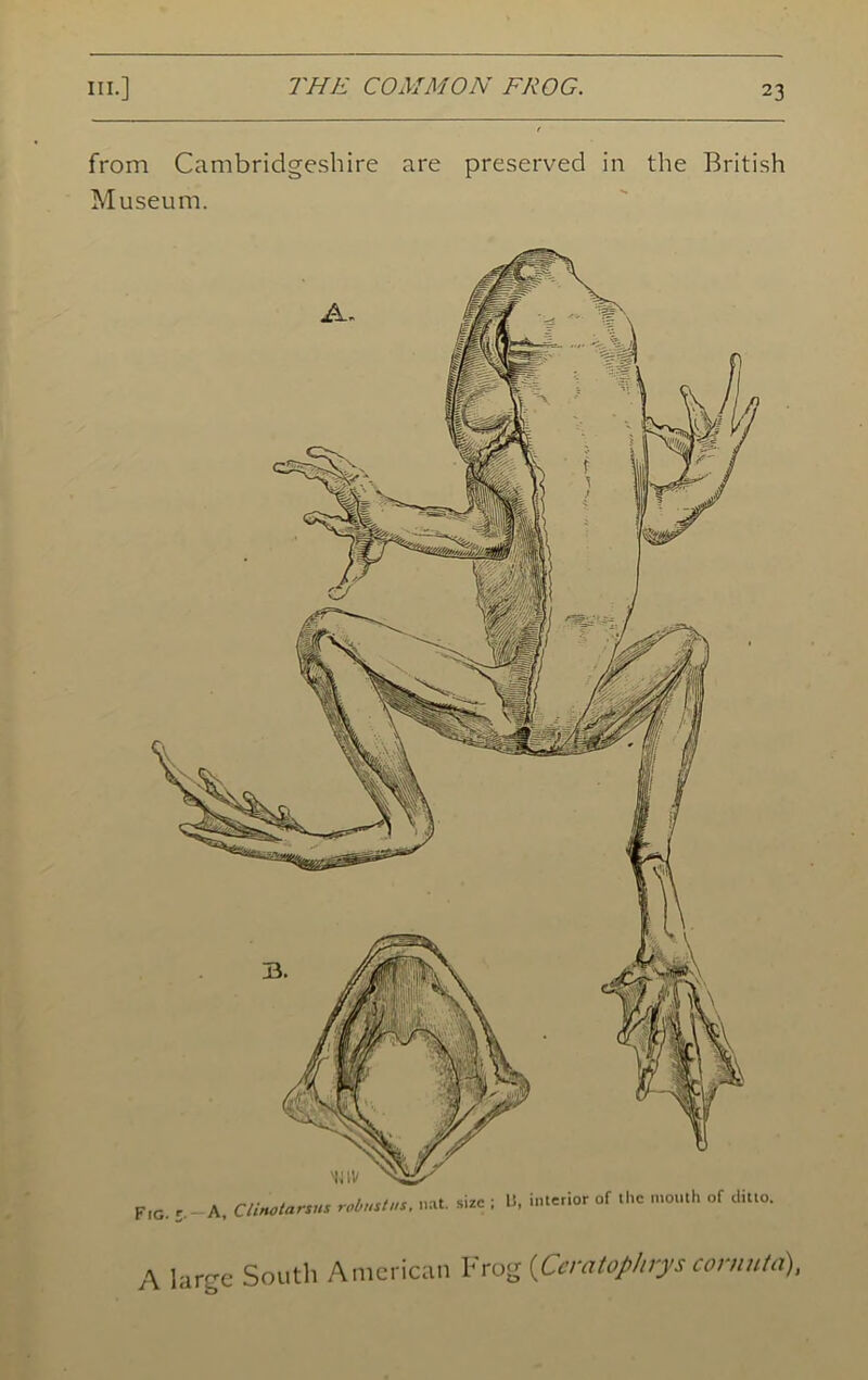 from Cambridgeshire are preserved in the British Museum. F|G 5._a, C lino tarsus robust us. nat. size ; U, interior of the mouth of ditto. A large South American Frog (Ceratophrys cornuta),