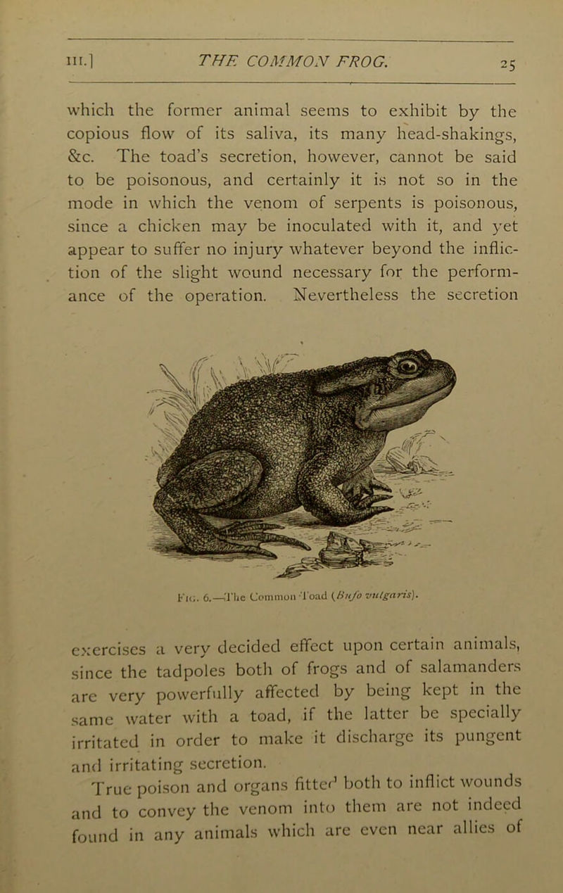 which the former animal seems to exhibit by the copious flow of its saliva, its many head-shakings, &c. The toad’s secretion, however, cannot be said to be poisonous, and certainly it is not so in the mode in which the venom of serpents is poisonous, since a chicken may be inoculated with it, and yet appear to suffer no injury whatever beyond the inflic- tion of the slight wound necessary for the perform- ance of the operation. Nevertheless the secretion Fi<;. 6.—The Common l oad (liufo vulgaris). exercises a verv decided effect upon certain animals, since the tadpoles both of frogs and of salamanders are very powerfully affected by being kept in the same water with a toad, if the latter be specially irritated in order to make it discharge its pungent and irritating secretion. True poison and organs fitted both to inflict wounds and to convey the venom into them aie not indeed found in any animals which are even near allies of