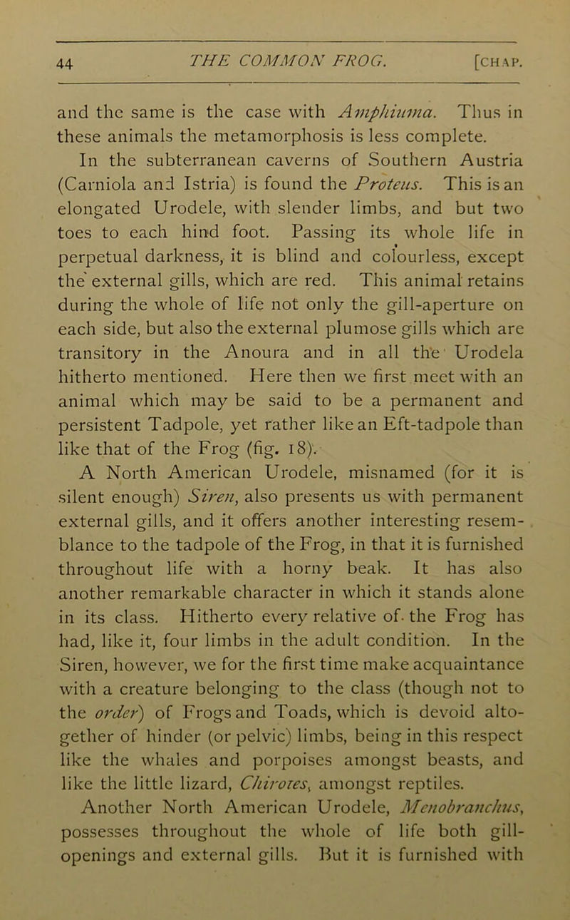 and the same is the case with Amphiitma. Thus in these animals the metamorphosis is less complete. In the subterranean caverns of Southern Austria (Carniola and Istria) is found the Proteus. This is an elongated Urodele, with slender limbs, and but two toes to each hind foot. Passing its whole life in * perpetual darkness, it is blind and colourless, except the external gills, which are red. This animal retains during the whole of life not only the gill-aperture on each side, but also the external plumose gills which are transitory in the Anoura and in all the Urodela hitherto mentioned. Here then we first meet with an animal which may be said to be a permanent and persistent Tadpole, yet rather like an Eft-tadpole than like that of the Frog (fig. 18)'. A North American Urodele, misnamed (for it is silent enough) Siren, also presents us with permanent external gills, and it offers another interesting resem- blance to the tadpole of the Frog, in that it is furnished throughout life with a horny beak. It has also another remarkable character in which it stands alone in its class. Hitherto every relative of- the Frog has had, like it, four limbs in the adult condition. In the Siren, however, we for the first time make acquaintance with a creature belonging to the class (though not to the order') of Frogs and Toads, which is devoid alto- gether of hinder (or pelvic) limbs, being in this respect like the whales and porpoises amongst beasts, and like the little lizard, Chiroies, amongst reptiles. Another North American Urodele, McnobrancJius, possesses throughout the whole of life both gill- openings and external gills. Put it is furnished with
