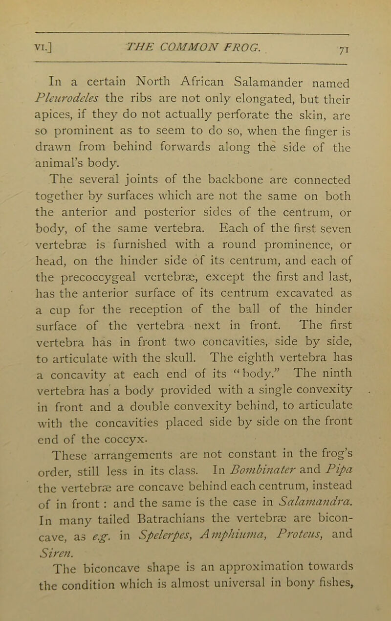 7* In a certain North African Salamander named Pleurodeles the ribs are not only elongated, but their apices, if they do not actually perforate the skin, are so prominent as to seem to do so, when the finger is drawn from behind forwards along the side of the animal’s body. The several joints of the backbone are connected together by surfaces which are not the same on both the anterior and posterior sides of the centrum, or body, of the same vertebra. Each of the first seven vertebrae is furnished with a round prominence, or head, on the hinder side of its centrum, and each of the precoccygeal vertebrae, except the first and last, has the anterior surface of its centrum excavated as a cup for the reception of the ball of the hinder surface of the vertebra next in front. The first vertebra has in front two concavities, side by side, to articulate with the skull. The eighth vertebra has a concavity at each end of its “ body.” The ninth vertebra has a body provided with a single convexity in front and a double convexity behind, to articulate with the concavities placed side by side on the front end of the coccyx. These arrangements are not constant in the frog’s order, still less in its class. In Bombinater and Pipci the vertebrae are concave behind each centrum, instead of in front : and the same is the case in Salamandra. In many tailed Batrachians the vertebrae are bicon- cave, as e.g. in Spelerpes, Amphiuma, Proteus, and Siren. The biconcave shape is an approximation towards the condition which is almost universal in bony fishes,