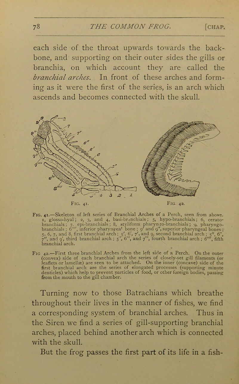 each side of the throat upwards towards the back- bone, and supporting on their outer sides the gills or branchia, on which account they are called the branchial arches. In front of these arches and form- ing as it were the first of the series, is an arch which ascends and becomes connected with the skull. Fig. 41.—Skeleton of left series of Branchial Arches of a Perch, seen from above. 1, glosso-hyal; 2, 3, and 4, basi-branchials; 5, hypo-branchials; 6, cerato- branchials ; 7. epi-branchials ; 8, styliform pharynjo-branchials; 9, pharyngo- branchials ; 6, inferior pharyneea' bone ; 9' and 9, superior pharyngeal bones ; 5. 6, 7, and 8, first branchial arch ; 5', 6', 7', and 9, second branchial arch ; 5, 6, 7, and 9', third branchial arch ; 5'', 6', and 7', fourth branchial arch ; 6, fifth branchial arch. Fig 42.—First three branchial Arches from the left side of a Perch. On the outer (convex) side of each branchial arch the series of closely-set gill filaments (or leaflets or lamellae) are seen to be attached. On the inner (concave) side of the first branchial arch are the series of elongated processes (supporting minute denticles) which help to prevent particles of food, or other foreign bodies, passing from the mouth to the gill chamber. Turning now to those Batrachians which breathe throughout their lives in the manner of fishes, we find a corresponding system of branchial arches. Thus in the Siren we find a series of gill-supporting branchial arches, placed behind another arch which is connected with the skull. But the frog passes the first part of its life in a fish- Fig. 41. Fig. 42.