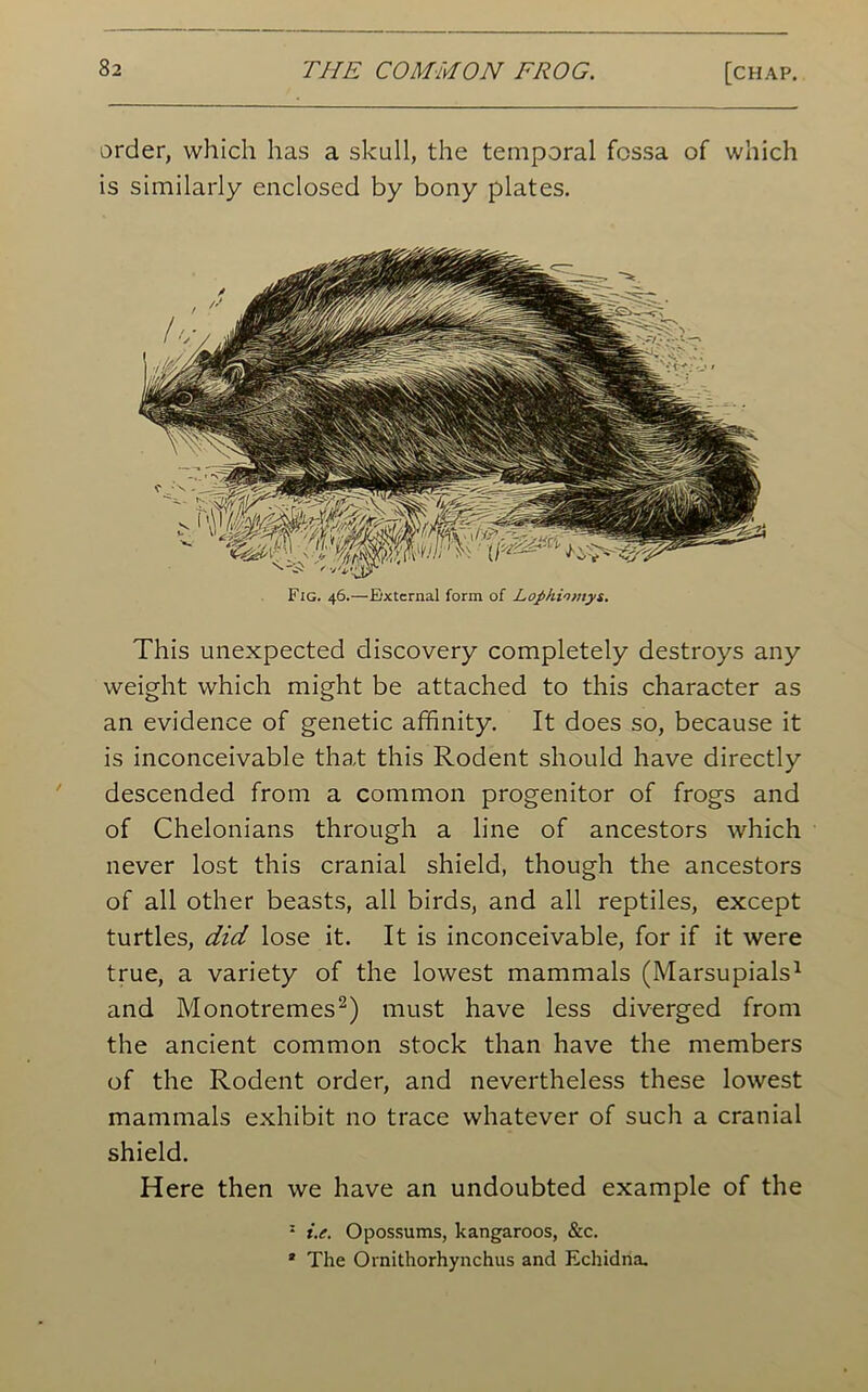 order, which has a skull, the temporal fossa of which is similarly enclosed by bony plates. Fig. 46.—External form of Lophinmys. This unexpected discovery completely destroys any weight which might be attached to this character as an evidence of genetic affinity. It does so, because it is inconceivable that this Rodent should have directly descended from a common progenitor of frogs and of Chelonians through a line of ancestors which never lost this cranial shield, though the ancestors of all other beasts, all birds, and all reptiles, except turtles, did lose it. It is inconceivable, for if it were true, a variety of the lowest mammals (Marsupials1 and Monotremes2) must have less diverged from the ancient common stock than have the members of the Rodent order, and nevertheless these lowest mammals exhibit no trace whatever of such a cranial shield. Here then we have an undoubted example of the : i.e. Opossums, kangaroos, &c. 3 The Ornithorhynchus and Echidna.