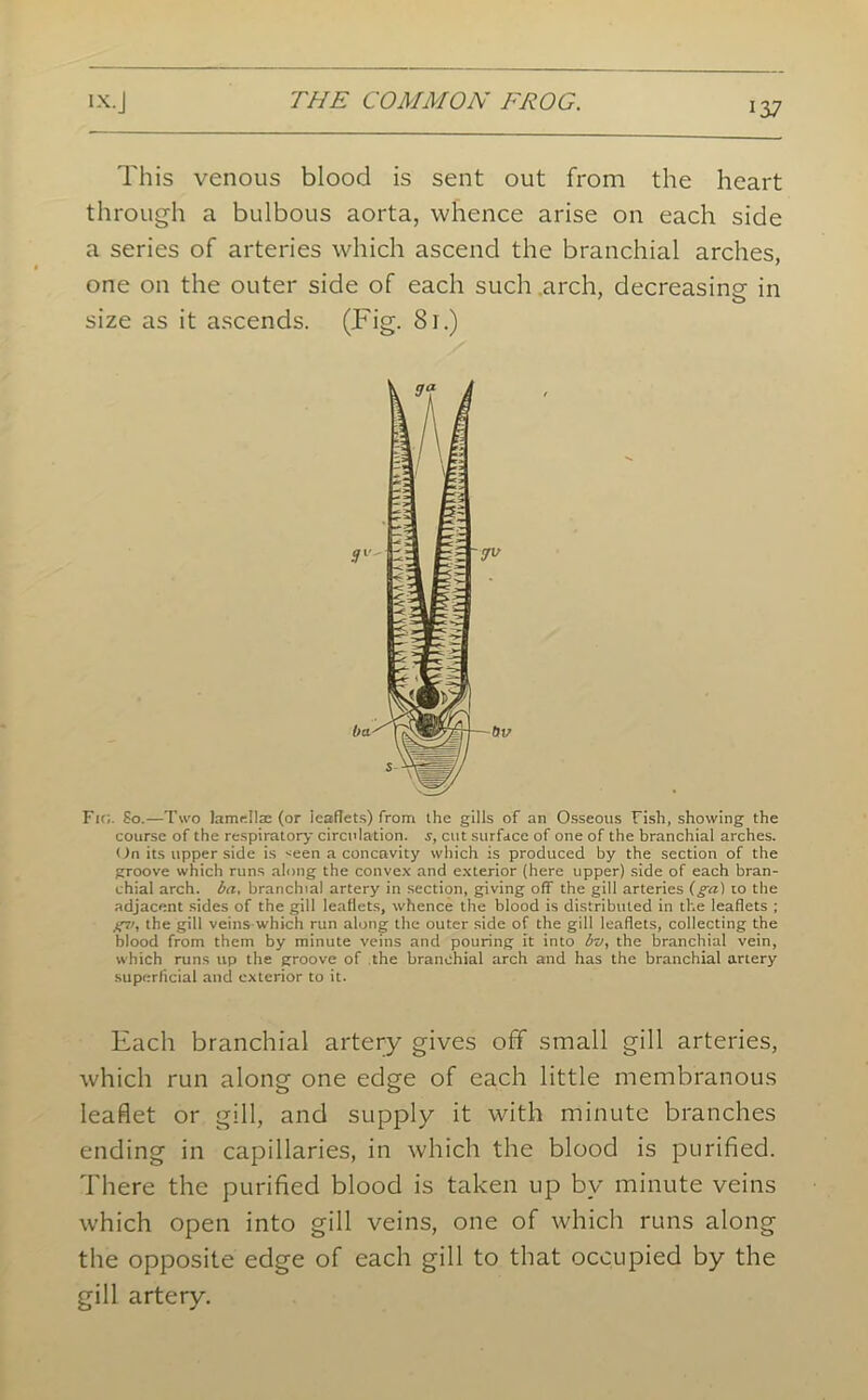 This venous blood is sent out from the heart through a bulbous aorta, whence arise on each side a series of arteries which ascend the branchial arches, one on the outer side of each such arch, decreasing in size as it ascends. (Fig- 81.) Fit;. So.—Two lamellae (or leaflets) from the gills of an Osseous Fish, showing the course of the respiratory circulation, s, cut surface of one of the branchial arches. On its upper side is <een a concavity which is produced by the section of the groove which runs along the convex and exterior (here upper) side of each bran- chial arch, ba, branchial artery in section, giving off the gill arteries (ga\ to the adjacent sides of the gill leaflets, whence the blood is distributed in the leaflets ; fCa, the gill veins which run along the outer side of the gill leaflets, collecting the hlood from them by minute veins and pouring it into bv, the branchial vein, which runs up the groove of the branchial arch and has the branchial artery superficial and exterior to it. Each branchial artery gives off small gill arteries, which run along one edge of each little membranous leaflet or gill, and supply it with minute branches ending in capillaries, in which the blood is purified. There the purified blood is taken up by minute veins which open into gill veins, one of which runs along the opposite edge of each gill to that occupied by the gill artery.