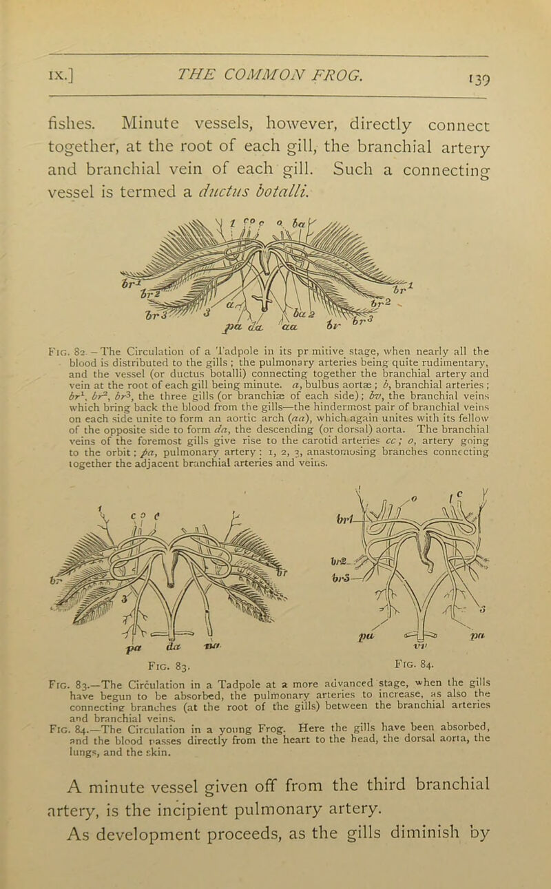 fishes. Minute vessels, however, directly connect together, at the root of each gill, the branchial artery and branchial vein of each gill. Such a connecting vessel is termed a ductus botalli. Fig. 82.—The Circulation of a Tadpole in its pr mitive stage, when nearly all the blood is distributed to the gills ; the pulmonary arteries being quite rudimentary, and the vessel (or ductus botalli) connecting together the branchial artery and vein at the root of each gill being minute, a, bulbus aort® ; b, branchial arteries ; br1, br2, br3, the three gills (or branchiae of each side); bi/, the branchial veins which bring back the blood from the gills—the hindermost pair of branchial veins on each side unite to form an aortic arch (aa), which again unites with its fellow of the opposite side to form da, the descending (or dorsal) aorta. The branchial veins of the foremost gills give rise to the carotid arteries cc; o, artery going to the orbit; pa, pulmonary artery : 1, 2, 3, anastomosing branches connecting together the adjacent branchial arteries and veins. Fic. 83. Fig. 84. Fig. 83.—The Circulation in a Tadpole at a more advanced stage, when the gills have begun to be absorbed, the pulmonary arteries to increase, as also the connectine branches (at the root of the gills) between the branchial arteries and branchial veins. Fig. 84.—The Circulation in a young Frog. Here the gills have been absorbed, and the blood passes directly from the heart to the head, the dorsal aorta, the lungs, and the skin. A minute vessel given off from the third branchial artery, is the incipient pulmonary artery. As development proceeds, as the gills diminish by