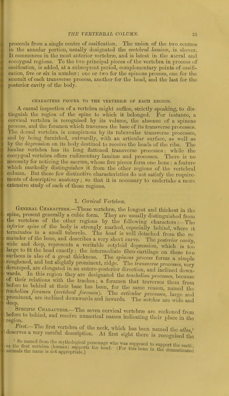 proceeds from a single centre of ossification. The union of the two centres in the annuhu' portion, usually designated the vertebral lamince, is slower. It commences in the most anterior vertebrfe, and is hitest in the sacral and coccygeal regions. To the two priucii^al j^ieces of the vertebra in i^rocoss of ossification, is added, at a subsequent period, comjjlementary points of ossifi- cation, five or six in number: one or two for the si)inous process, one for the summit of each transverse process, another for the head, and the last for the posterior cavity of the body. CHARACTERS PROPER TO THE VERTEBRJi OF EACH REGION. A casual inspection of a vertebra might suffice, strictly speaking, to dis- tinguish the region of the spine to which it belonged. For instance, a cervical vertebra is recognised by its volume, the absence of a spinous process, and the foramen which traverses the base of its transverse processes. The dorsal vertebra is conspicuous by its tubercular transverse processes, and by being furnished, outwardly, with an articular surface, as well as by the depression on its body destined to receive the heads of the ribs. The lumbar vertebra has its long flattened transverse processes; while the coccygeal vertebra ofiers rudimentary laminae and processes. There is no necessity for noticing the sacrum, whose five pieces form one bone : a feature which markedly distinguishes it from the other regions of the vertebral column. But these few distinctive characteristics do not satisfy the require- ments of descriptive anatomy; so that it is necessary to undertake a more extensive study of each of these regions. 1. Cervical Vertehrcs. _ Gektsral Characters.—These vertebra}, the longest and thickest in the spine, present generally a cubic form. They are usually distinguished from the vertebras of the other regions by the following characters: The inferior spine of the body is strongly marked, especially behind, where it terminates in a small tubercle. The head is well detached from the re- I mainder of the bone, and describes a very short curve. The posterior cavity • wide and deep, represents a veritable cotyloid depression, which is too - large to fit the head exactly; the intermediate fibro-cartilage on these two ^ sui-faces is also of a great thickness. The spinous process forms a simple > roughened, and but slightly prominent, ridge. The transverse processes, very . developed, are elongated in an antero-posterior direction, and inclined down- 1 wards. _ In this region they are designated traclielian processes, because ot theix relations with the trachea; a foramen that traverses them from i before to behind at their base has been, for the same reason, named the irachelian foramen (vertebral foramen). The articular processes, laro-e and prominent, are inclined downwards and inwards. The notches are wide and Specifio Characters.—The seven cervical vertebraj are reckoned from , betore to behind, and receive numerical names indicating their place in the First.—Tho first vertebra of the neck, which has been named the atlas i ^ deserves a very careful description. At fii-st sight there is rocognised So n. ' ^.''-■'1 f';'™ <\ie mythologioal persouagc who was supposed to support tliP onWl, ns th.) fust vertcl)ra (humau supports the head. (For this boiin i^ f ,n i animals tlic naiuc is not appropriate.) ^^^ domesticatotl