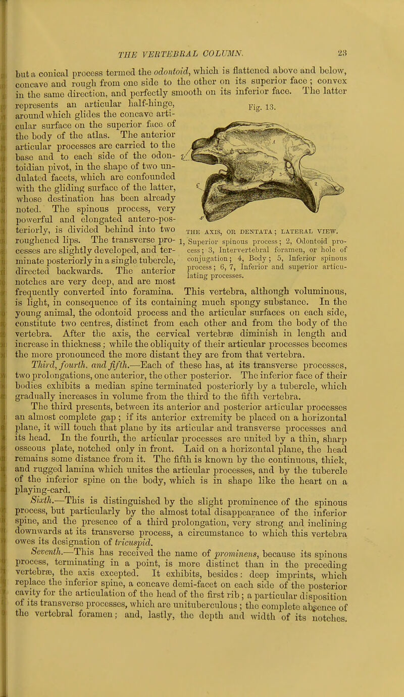 but ft conical process termed the odontoid, which is flattened above and below, concave and rough from one side to the other on its superior face ; convex in the same direction, and perfectly smooth on its inferior face. The latter represents an articular lialf-hinge, pj^ ^3 around which glides the concave arti- cular surface on the superior face of the body of the atlas. The anterior ai'ticular processes are carried to the base and to each side of the odon- toidian pivot, in the shape of two un- dulated facets, which are confounded with the gliding surface of the latter, whose destination has been already noted. The spinous process, very powerful and elongated antero-pos- teriorly, is divided behind into two the axis, or dentata; lateral view. roughened lips. The transverse pro- Superior spinous process; 2, Odontoid pro- cesses are slightly developed, and ter- cess; 3, Intervertebral foramen, or hole of minate posteriorly in a single tubercle, conjugation; 4, Body; 5, Inferior spinous directed backwai-ds. The anterior f':'.'''' 1°^^™^' ^'^'^ ^^l'^^' , IT, latins processes, notches are very deep, and are most frequently converted into foramina. This vertebra, although voluminous, is light, in consequence of its containing much spongy substance. In the young animal, the odontoid process and the articular surfaces on each side, constitute two centres, distinct from each other and from the body of the vertebra. After the axis, the cervical vertebrse diminish in length and increase in thickness; while the obliquity of their articular processes becomes the more pronounced the more distant they are from that vertebra. Third, fourth, and fifth.—Each of these has, at its transverse processes, two prolongations, one anterior, the other posterior. The inferior face of their bodies exhibits a median spine terminated posteriorly by a tubercle, which gi-adiially increases in volume from the third to the fifth vertebra. The third presents, between its anterior and posterior articular processes an almost complete gap ; if its anterior extremity be placed on a horizontal plane, it will touch that plane by its articular and transverse processes and its head. In the fourth, the articular processes are united by a thin, sharp osseous plate, notched only in front. Laid on a horizontal plane, the head remains some distance from it. The fifth is known by the continuous, thick, and rugged lamina which unites the articular processes, and by the tubercle of the inferior spine on the body, which is in shape like the heart on a playing-card. Sixth.—This is distinguished by the slight prominence of the spinous process, but particularly by the almost total disappearance of the inferior spine, and the presence of a third prolongation, very strong and inclining downvvards at its transverse process, a circumstance to which this vertebra owes its designation of tricuspid. Seventh.—This has received the name of prominens, because its spinous process, terminating in a point, is more distinct than in the preceding vertebrae, the axis excepted. It exhibits, besides: deep imprints, which replace the inferior spine, a concave dcmi-facet on each side of the posterior cavity for the articulation of the head of the first rib; a particular disposition of Its transverse processes, which are unituberculous; the complete ab^icnco of the vertebral foramen; and, lastly, the depth and width of its notches