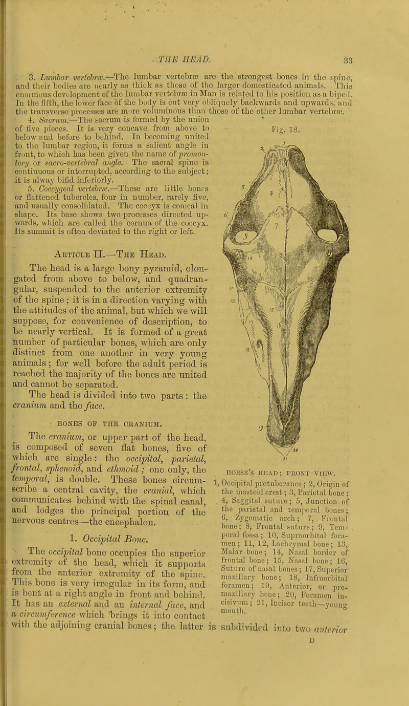 3. Lumbar verlebrx.—Tho lumbar veitcbrro arc the strongpst bones in the spine, and tlioir bodies are utaily as (hick as those of tlie larger doraesticuted animnls. Tliie enoimuus devflopment of the Iniiibar vertebrro in Man is related to his position as a bipeil. In tlie fifth, the lower face of the body is cut very oliliquely backwards and upwards, and the transverse processes are mure volumin(ms than those of the otiier lumbar vertebras. 4. Sncrum.—Tlie bacrum is formed by the union of five pieces. It is very concave from above to Fio-. ig. below and before to behind. In becoming united to the lumbar region, it forms a sfilient angle in front, to which has been given the name of promon- iorij or mcro-vertebral angle. The sacial spine is continuous or interrupted, according to the subject; it is alway bifid iufuriorly. 5. Coccygeal vertebnc.—These are little boiifs or flattened tubercles, four in number, rarely five, and usually consolidated. The coccyx is conical in shape. Its base shows two processes directed up- wards, which are called the cornua of the coccyx. Its smnmit is often deviated to the right or left. Article II.—The Head. The head is a large bony pyramid, elon- gated from above to below, and quadran- gular, suspended to the anterior extremity of the spine; it is in a direction varying with the attitudes of the animal, but which we will Buppose, for convenience of description, to be nearly vertical. It is formed of a great humber of particular bones, which are only distinct from one another in very young animals ; for well before the adult period is reached the majority of the bones are united and cannot be separated. The head is divided into two parts : the cranium and the/ace. BONES OF THE CRANIUM. The cranium, or upper part of the head, is composed of seven flat bones, five of which are single: the occipital, parietal, frontal, sphenoid, and ethmoid ; one only, the temporal, is double. These bones circum- i scribe a central cavity, the cranial, which communicates behind with the spinal canal, and lodges tlio principal portion of the nervous centres—the encephalon. 1. Occipital Bone. • The occipital bone occupies the superior extremity of the head, which it supports from the anterior extremity of the spinc!. This bone is very irregular in its form, and is bent at a right angle in front and beliind. It has an external and an internal face, and a circumference which brings it into contact with the adjoining cranial bones; the latter is nORSn's UEAD; FXIONT VIEW. Occipital jn-otiiberance ; 2, Origin of the mastoid crest; 3, Parietal bone ;: 4, Saggitid suture; 5, Junction of the parietal and temporal bones; 6, Zygomatic arch; 7, Frontaf bone; 8, Frontal suture; 9, Tem- poral fossa ; 10, Supraorbital fora- men ; 11, 12, Lachrymal bone; 13, Malar bone; 14, Nasal border of frontal bone; 15, Nasal bone; 16, Suture of nasal bones; 17, Superior maxillary bone; 18, Infraorbital foramen; 19, Anterior, or pre- maxillary bone; 20, Foramen iii- cisivum; 21, Incisor teeth—youno- mouth. ° subdivided into two anterior D