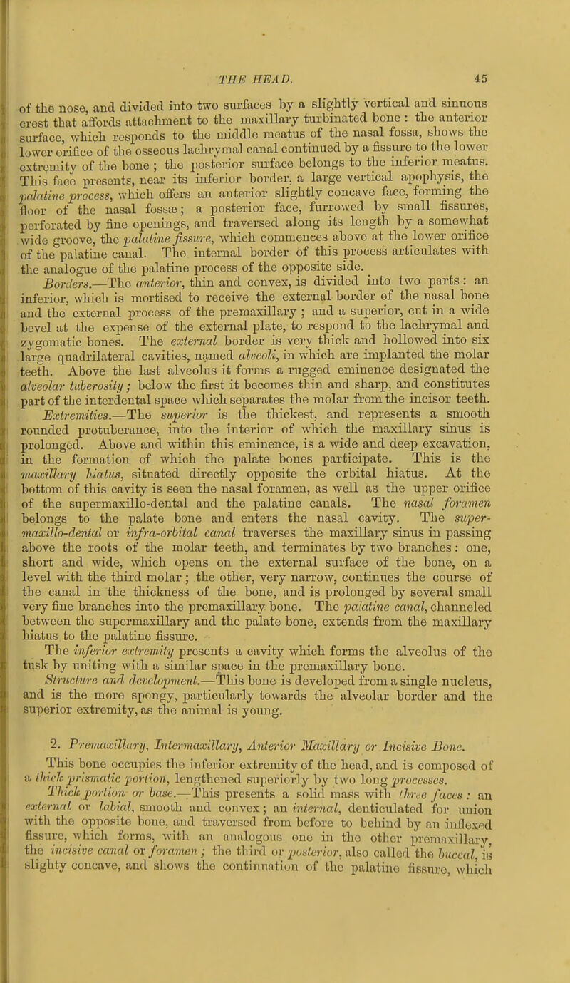of the nose, and divided into two surfaces by a slightly vertical and sinuous crest that affords attachment to the maxillary turbinated bone : the anterior surface, which responds to the middle meatus of the nasal fossa, shows the lower orifice of the osseous lachrymal canal continued by a fissure to the lower extremity of the bone ; the posterior surface belongs to the inferior meatus. This face presents, near its inferior border, a large vertical apophysis, the palatine process, which offers an anterior slightly concave face, forming the floor of the nasal fossae; a posterior face, furrowed by small fissures, perforated by fine openings, and traversed along its length by a somevyhat wide groove, the palatine fissure, which commences above at the lower orifice of the palatine canal. The internal border of this process articulates with the analogue of the palatine process of the opposite side. ^ Bmxlers.—The anterior, thin and convex, is divided into two parts : an inferior, which is mortised to receive the external border of the nasal bone and the external process of the premaxillary ; and a superior, cut in a wide bevel at the expense of the external plate, to respond to tlie lachrymal and zygomatic bones. The external border is very thick and hollowed into six large quadrilateral cavities, named alveoli, in which are implanted the molar teeth. Above the last alveolus it forms a rugged eminence designated the alveolar tuberosity; below the first it becomes thin and sharp, and constitutes part of the interdental space which separates the molar from the incisor teeth. Extremities.—The superior is the thickest, and represents a smooth rounded protuberance, into the interior of which the maxillary sinus is prolonged. Above and within this eminence, is a wide and deep excavation, in the formation of which the palate bones participate. This is the maxillary hiatus, situated directly opposite the orbital hiatus. At the bottom of this cavity is seen the nasal foramen, as well as the upper orifice of the supermaxillo-dental and the palatine canals. The nasal foramen belongs to the palate bone and enters the nasal cavity. The super- maxillo-dental or infra-orhital canal traverses the maxillary simis in passing above the roots of the molar teeth, and terminates by two branches: one, short and wide, which opens on the external surface of the bone, on a level with the third molar ; the other, very narrow, continues the course of the canal in the thickness of the bone, and is prolonged by several small very fine branches into the premaxillary bone. The palatine canal, channeled between the supermaxillary and the palate bone, extends from the maxillary hiatus to the palatine fissure. The inferior extremity presents a cavity which forms the alveolus of the tusk by uniting with a similar space in the premaxillary bone. Structure and development.—This bone is developed from a single nucleus, and is the more spongy, particularly towards the alveolar border and the superior extremity, as the animal is young, 2. Premaxillary, Intermaxillary, Anterior Maxillary or Incisive Bone. This bone occupies the inferior extremity of the head, and is composed of a tliich prismatic portion, lengthened superiorly by two long processes. Thiclc portion or base.—Thin presents a solid mass with three faces : an external or luhial, smooth and convex; an internal, denticulated for union with tho opposite bone, and traversed from before to behind by an inflcxRd fissure, which forms, with an analogous one in the other premaxillary, the incisive canal or foramen ; the tliird or posterior, also called the buccal, i» slighty concave, and sliows the continuatitm of tho palatine fissure, whicli
