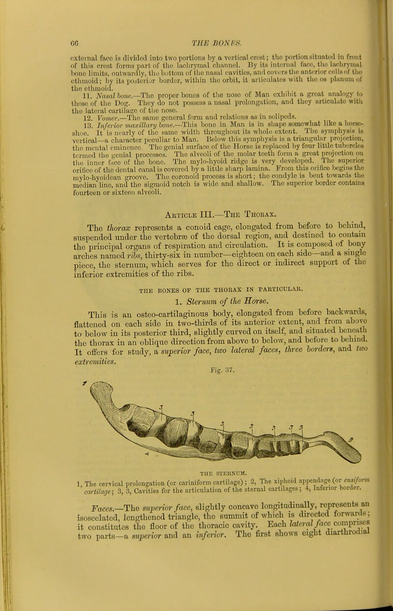 external face is divided into two portions by a vortical crest; tlio portion situated in front of tliia crest forms pari, of tlie lachrymal channel. IJy its internal face, the lachrymal bone limits, outwardly, the bottom of the nasal cavities, and covers the anterior cells of the ethmoid; by its posterior border, within the orbit, it ai ticulates with the os planum of the ethmoid. 11. Nasal 6o)ie.—The proper boues of the noso of Man cxhdjit a great analogj' to those of the Dog. They do not possess a nasal prolongation, and they articulate with tho lateral cartilage of the nose. 12. Vomer.—The same general form and relations as in solipeds. 13. Inferior maxillary hone.—This bone in Man is in shape somewhat like a horse- shoe. It is nearly of the same width throughout its whole extent. The symphysis is vertical—a chaiaeter peculiar to Man. Below this symphysis is a triangular projection, the mental eminence The genial surface of the Horse is replaced by four little tubercles termed the genial processes. The alveoli of the molar teeth form a great projection on the inner face of the bone. The mylo-hyoid ridge is very developed. The superior orifice of the dental canal is covered by a little sharp lamina. From this orifice begins the mylo-hyoidean groove. The coronoid process is short; the condyle is bent towards the median line, and the sigmoid notch is wide and shallow. The superior border contains fourteen or sixteen alveoli. Article III.—The Thoeax. The thorax represents a conoid cage, elongated from before to beliind, suspended under the vertebraa of the dorsal region, and destined to contain the principal organs of respiration and circulation. It is composed of bony arches named ribs, thirty-six in number—eighteen on each side—and a single piece, the sternum, which serves for the direct or indirect support of the inferior extremities of the ribs. THE BONES OF THE THORAX IN PARTICULAR. 1. Sternum of the Horse. This is an osteo-cartilaginous body, elongated from before backwards, flattened on each side in two-thirds of its anterior extent, and from above to below in its posterior third, slightly curved on itself, and situated beneath the thorax in an oblique direction from above to below, and before to behind. It offers for study, a superior face, two lateral faces, three borders, and two extremities. Fig. 37. THE STERNUM. 1, The cerTical prolongation (or cariniform cartilage) ; 2, The xiphoid appendage (or cnsiform cartilage-, 3, 3, Cavities for the articulation of the sternal cai-tdages; 4, Inferior border. Faces.—The superior face, slightly concave longitudinally, represents an isoscclated, lengthened triangle, the summit of which is directed forwards; it constitutes the floor of the thoracic cavity. Each Za/cra^/ace comprises two parts-a superior and an inferior. Tho first shows eight diarthrodial