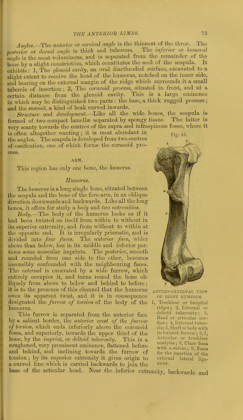 ^■tiijles. TliG anlerioi- or ceroical angle is the thinnest of the three. The posferior or dorsal anqle is thick and tuberous. The inferior or humeral angle is the most voluminous, and is separated from the remainder of the bone by a slight constriction, which constitutes the nech of the scapula. It exhibits : 1, The glenoid cavity, an oval diarthrodial surface, excavated to a slight extent to receive the head of the humerus, notched on the inner side, and bearing on the external margin of the ridge which surrounds it a small tubercle of insertion; 2, The coracoid process, situated in front, and at a certain distance from the glenoid cavity. This is a large eminence in which may be distinguished two parts : the base, a thick rugged process; and the summit, a kind of beak curved inwards. Structure and development.—Like all the wide bones, the scapula is formed of two compact lamellte separated by spongy tissue. The latter is very scanty towards the centres of the supra and infruspinous fossa3, where it is often altogether wanting ; it is most abundant in the angles. The scapula is developed from two centres of ossification, one of which forms the coracoid pro- Fig. 41. cess. ABM. This region has only one bone, the humerus. Humerus. The humerus is a long single bone, situated between the scapula and the bone of the fore-arm, in an oblique direction downwards and backwards. Like all the long bones, it oifers for study a hody and two extremities. Body.—The body of the humerus looks as if it had been twisted on itself from within to without in its superior extremity, and from without to within at the opposite end. It is irregularly prismatic, and is divided into four faces. The anterior face, wider above than below, has in its middle and inferior por- tions some muscular imprints. The posterior, smooth and rounded from one side to the other, becomes insensibly confounded with the neighbouring faces. The external is excavated by a wide furrow, which entirely occupies it, and turns round the bone ob- liquely from above to below and behind to befoi-e; it is to the presence of this channel that the humerus owes its apparent twist, and it is in consequence designated the furroio of torsion of the body of the humerus. This furrow is separated from the anterior face by a salient border, the anterior crest of the furroio of torsion, which ends inferiorly above the coronoid fossa, and superiorly, towards the upper third of the bone, by the imprint, or deltoid tuberosity. This is a roughened, very prominent eminence, flattened before and behind, and inclining towards the furrow of torsion; by its superior extremity it gives origin to a curved lino which is carried backwards to join the base of the articular head. Near the inferior extr ANTEUO-EXTERNAL VIEW OF RIGHT HUMERUS. 1, Trochlear or bicipital ridges; 2, External or deltoid tuberosity; 3, Head or articular sur- face ; 4, External tuber- cle; 5, Shaft or body with its twisted furrow; 6,7, Articular or trochlear condyles; 8, Ulnar fossa with a sulcus; 9, Fossa for the insertion of the external lateral liga- ment. omity, backwards and