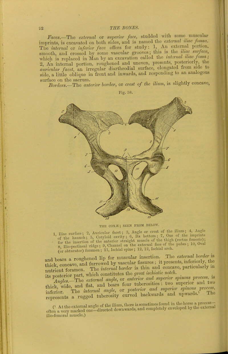 82 TEE BONES. Faces.—Tho external or superior face, Btuddcd witli Borao muscular imprints, is excavated on both sides, and is named the external tlim fosssa. The internal or inferior face offers for study: 1, An extenial portion, smooth, and crossed by somo vascular grooves; this is the xLiac sur/ace, which is replaced in Man by an excavation called the tni,rnal ilmc fossa; 2, An internal portion, roughened and uneven, presents, posteriorly, the auricular facet, an irregular diarthrodial surface, elongated from side to side, a little oblique in front and inwards, and responding to an analogous surface on the sacrum. . , Borders.—The anterior border, or crest of the ilium, is slightly concave, Fi?. 58. THE COX^; SEEN FROM BELOW. 1 Iliac surface; 2, Auricular facet; 3, Angle or crest of the ilium; 4, Angle 'nf the haunch- 5 Cotyloid cavity; 6, Its bottom; 7, One of the impnnt* . foVSe tertrok of the'anterior st'raight muscle of the thigh (rectus femons); 8, Ilio-pectineal ridge; 9, Channel on the externa face of the pubes; 10, OnuI (or obtirator) foramen ; 11, Ischial spine ; 12, 12, Ischial arch. nnd bears a roughened lip for muscular insertion .The external harder is JSfck concave, and furrowed by vascular fissures ; it presents, mfenorly the nutrient foramen. The internal border is thin and concave, particularly in its posterior part, which constitutes the great ischatic notch. Males-The external angle, or anterior and superior spinous process ib thicWde and flat, and bears four tuberosities : two superior and two Sor The internal angle, or posterior and superior spinori.jroce^, represents a rugged tuberosity curved backwards and upwards. The ilio-femoral muscle.)