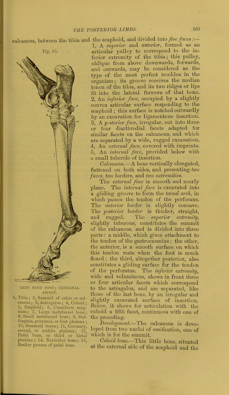 calcaneus, between the tibia and the scaphoid, and divided into/ve/aces ;- 1, A suverior and anterior, formed Ficr. 65. LEFT HIND TOOT; EXTERNAL ASPECT. 1, Tibia ; 2, Summit of calcis or cal- caneus ; 3, Astragalus ; 4, Cuboid ; 5, Scaphoid; 6, Cuneiform mag- num; 7, Large metatarsal bone; 8, Small metatarsal bone; 9, Suf- fraginis, proximal, or first phalan.x ; 10, Sesamoid bones; 11, Coronary, second, or middle phalanx; 12, Pedal bone, or third or distal phalanx; 14, Navicular bone; 15, Basilar process of pedal bone. superior ana anterior, lormea as an articular pulley to correspond to the in- ferior extremity of the tibia; this pulley, oblifiue from above downwards, forwards, and outwards, may be considered as the type of the most perfect trochlea in the organism; its groove receives the median tenon of the tibia, and its two ridges or lips fit into the lateral furrows of that bone. 2, An inferior face, occupied by a slightly convex articular surface responding to the scaphoid ; this surface is notched outwardly by an excavation for ligamentous insertion. 3, A posterior face, irregular, cut into three or four diarthrodial facets adapted for similar facets on the calcaneus, and which are separated by a wide, ragged excavation. 4, An external face, covered with imprints. 5, An internal face, provided below witli a small tubercle of insertion. Calcaneus. —A bone vertically elongated, flattened on both sides, and presenting two faces, two borders, and tivo extremities. The external face is smooth and nearly plane. The internal face is excavated into a gliding groove to form the tarsal arch, in which passes the tendon of the perforans. The anterior border is slightly concave. The posterior border is thicker, straight, and rugged. The superior extremity, slightly tuberous, constitutes the summit of the calcaneus, and is divided into three parts : a middle, which gives attachment to the tendon of the gastrocnemius; the other, the anterior, is a smooth surface on which this tendon rests when the foot is much flexed; the third, altogether posterior, also constitutes a gliding surface for the tendon of the perforatus. The inferior extremity, wide and voluminous, shows in front three or four articular facets which corresijond to the astragalus, and are separated, like those of the last bono, by an irregular and slightly excavated surface of insertion. Below, it shows for articulation with the cuboid a fifth facet, continuous with one of the preceding. Development.—The calcaneus is deve- loped from two nuclei of ossification, one of which is for the summit. Cuboid Z)one.—This little bono, situated at the external side of the scaphoid and the